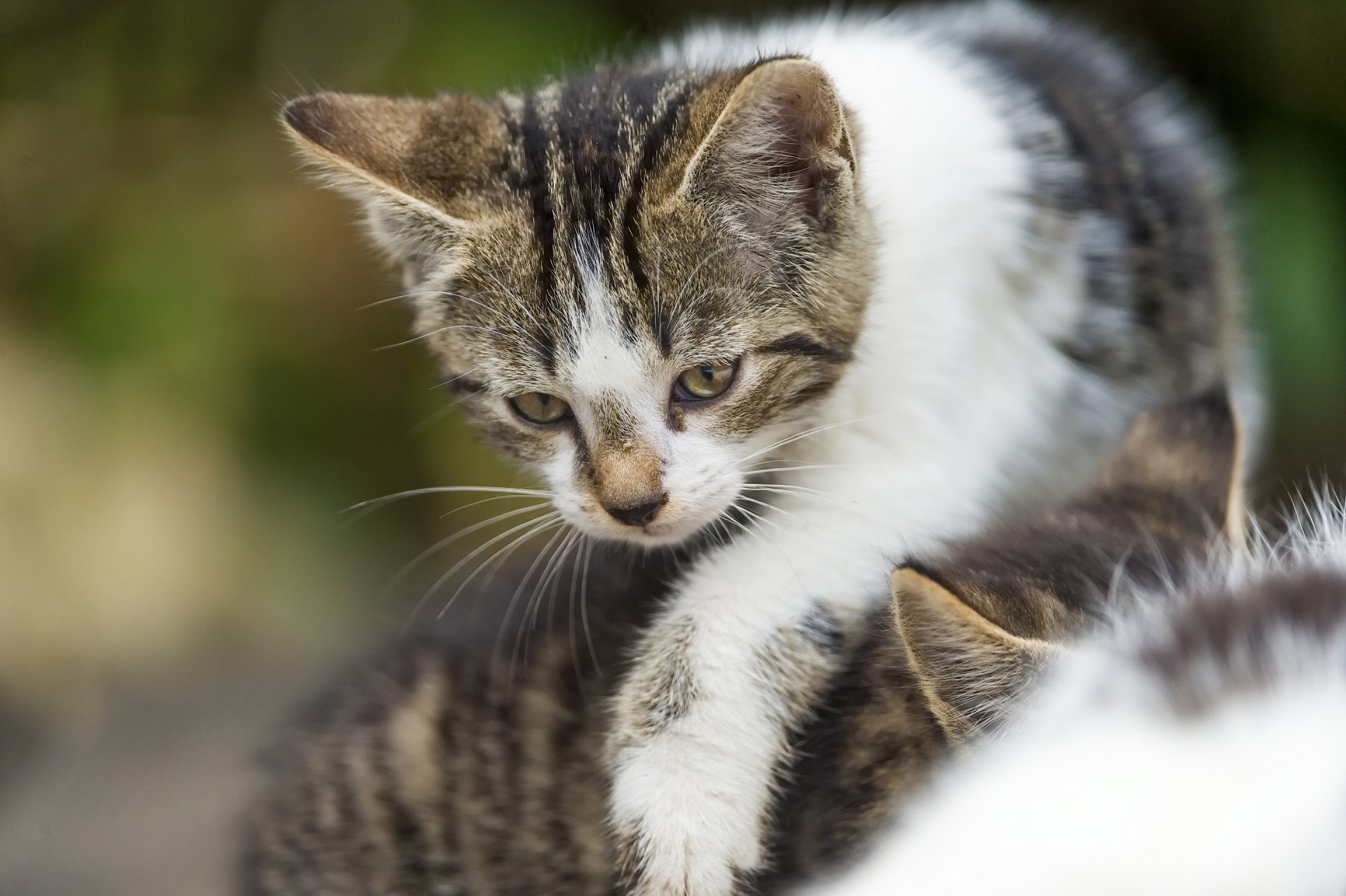 gatto bambino