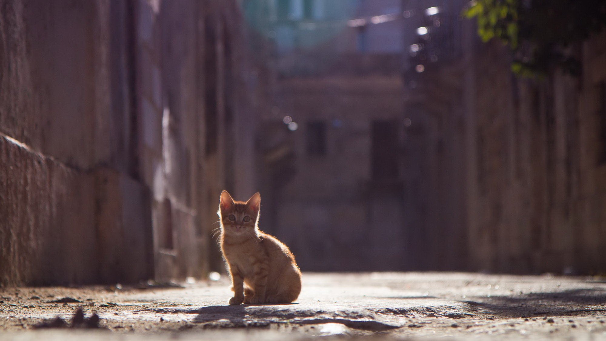 chaton roux vue rue bokeh été