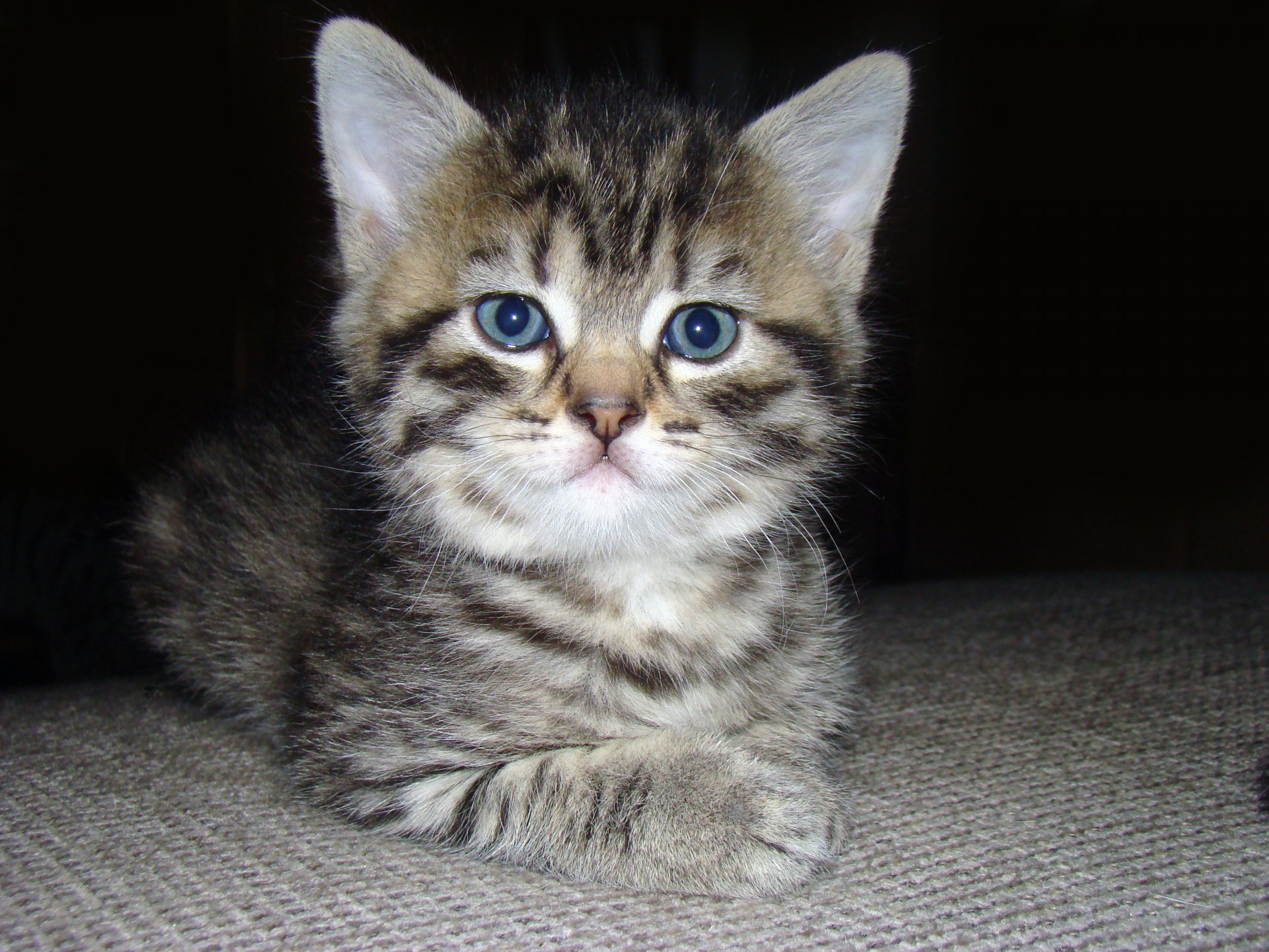 cat cat small muzzle look eyes ears mustache fluffy soft