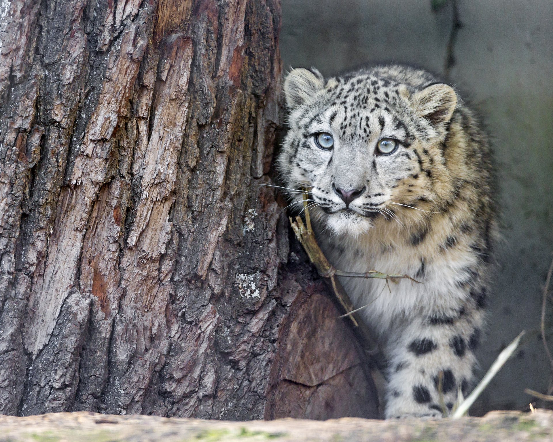 léopard des neiges irbis chat arbre regard ©tambako the jaguar