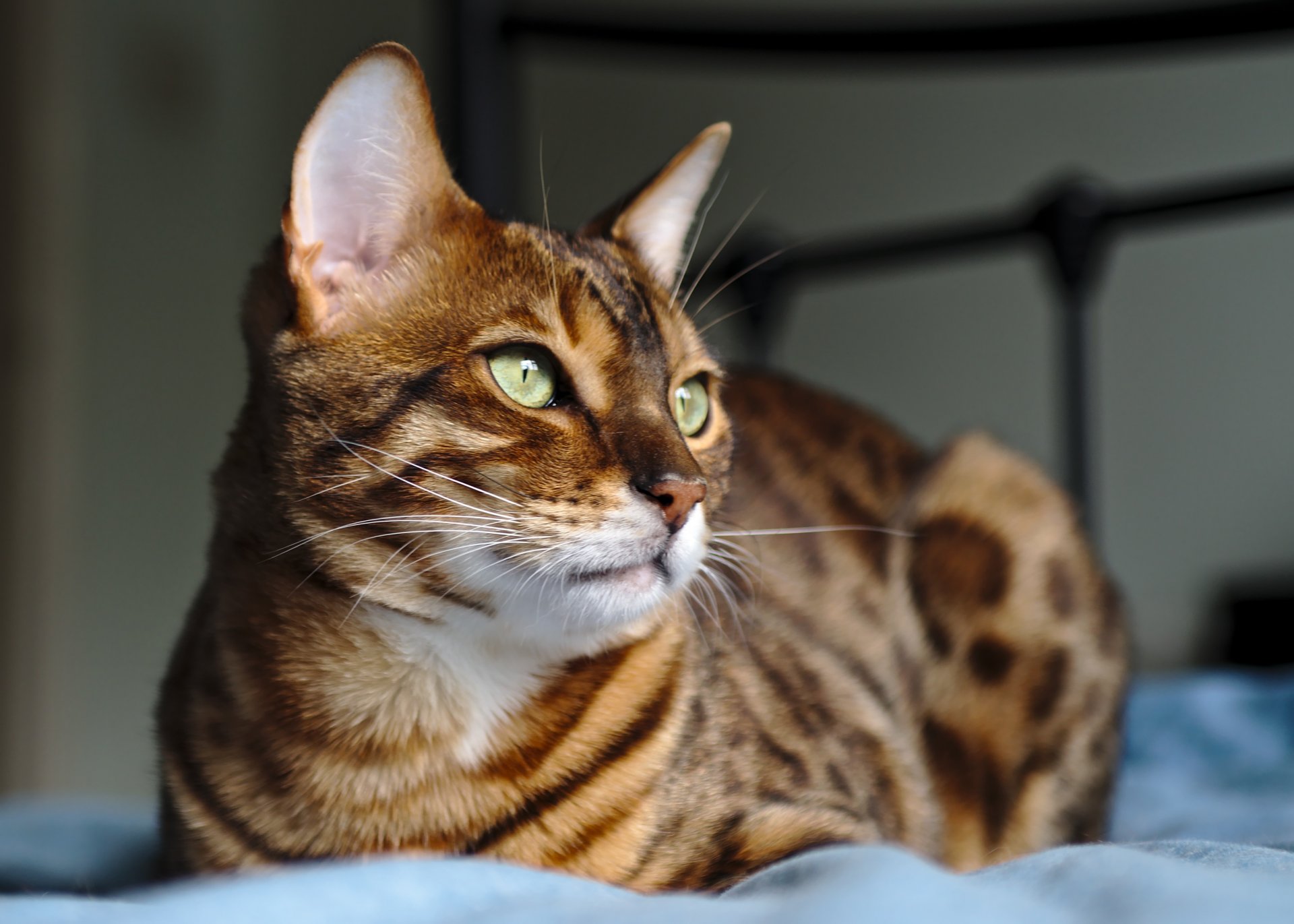 9 качеств кошки. Кошки бенгальской породы. Абиссинская кошка пятнистая. Кошка пятнистая Бенгальская. Бенгальский кот полосатый.