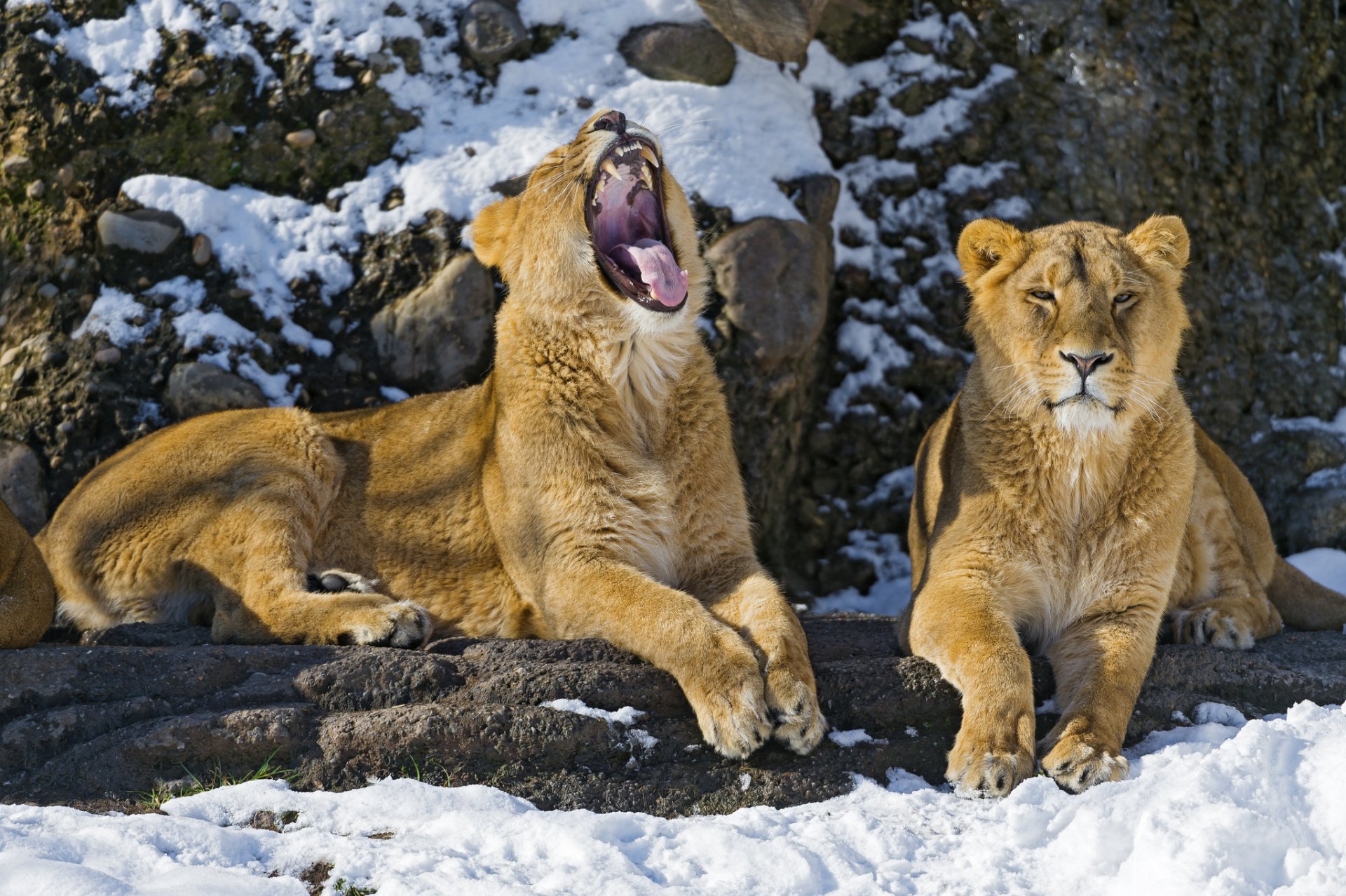 lions cats snow yawns the pair leo © tambako the jaguar