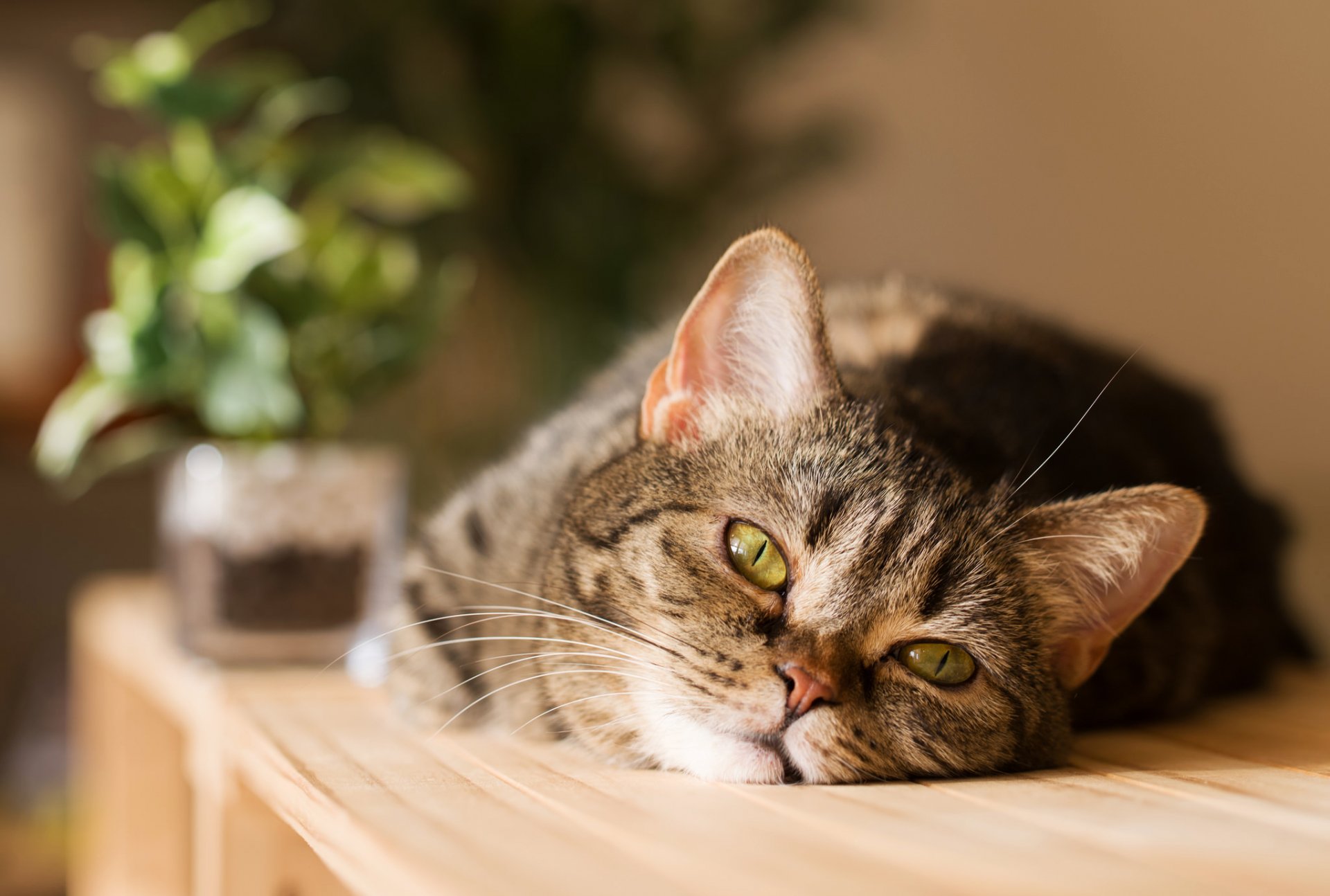 chat museau regard se trouve fleur