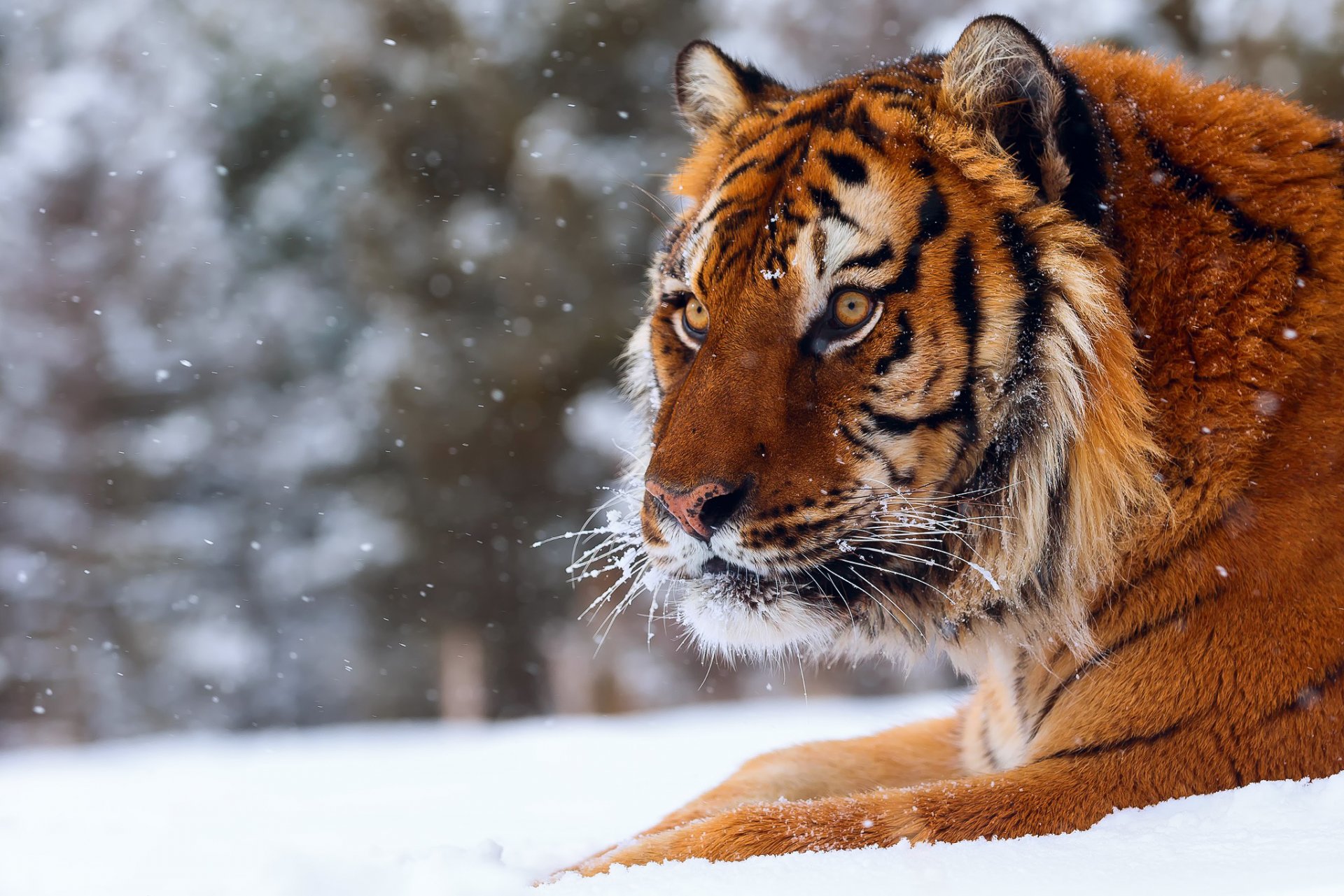 tiger große katze schnee winter