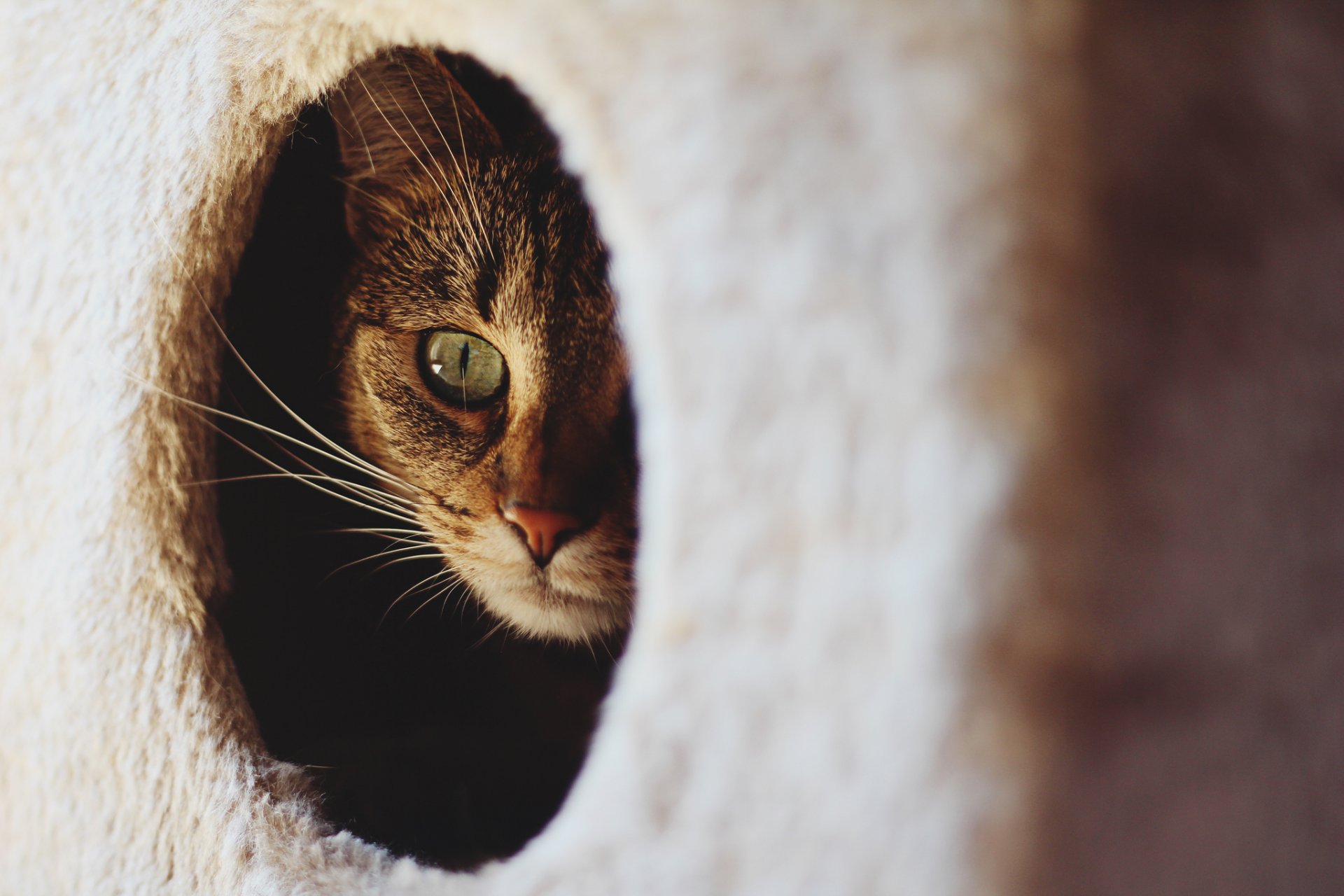 gatto occhio baffi fa capolino