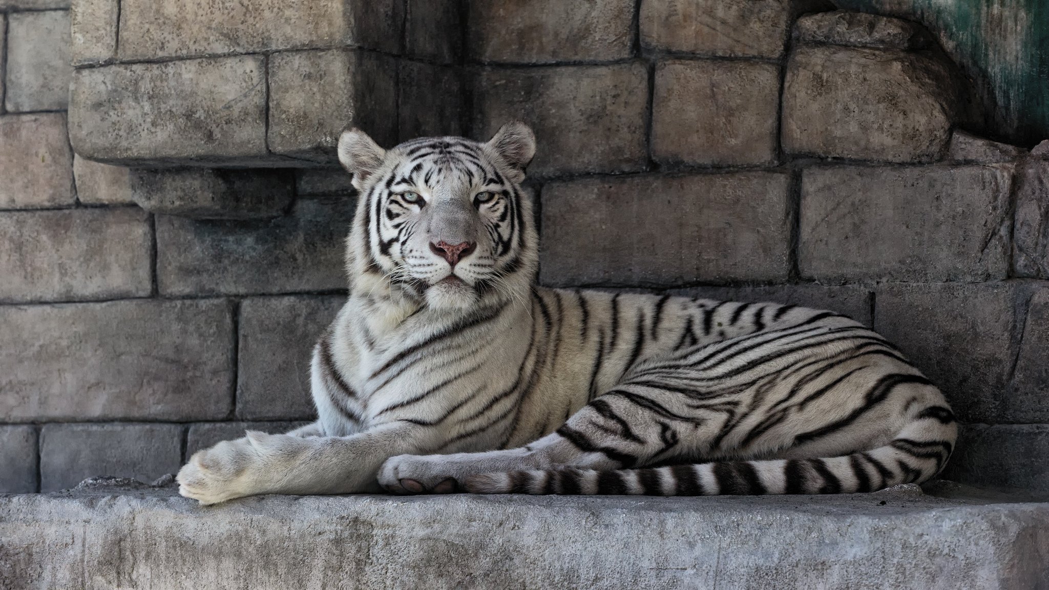 white tiger cat stone