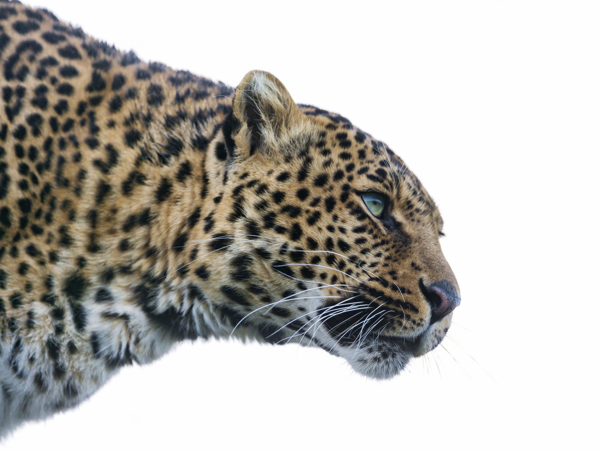 leopardo gato mirada ©tambako the jaguar