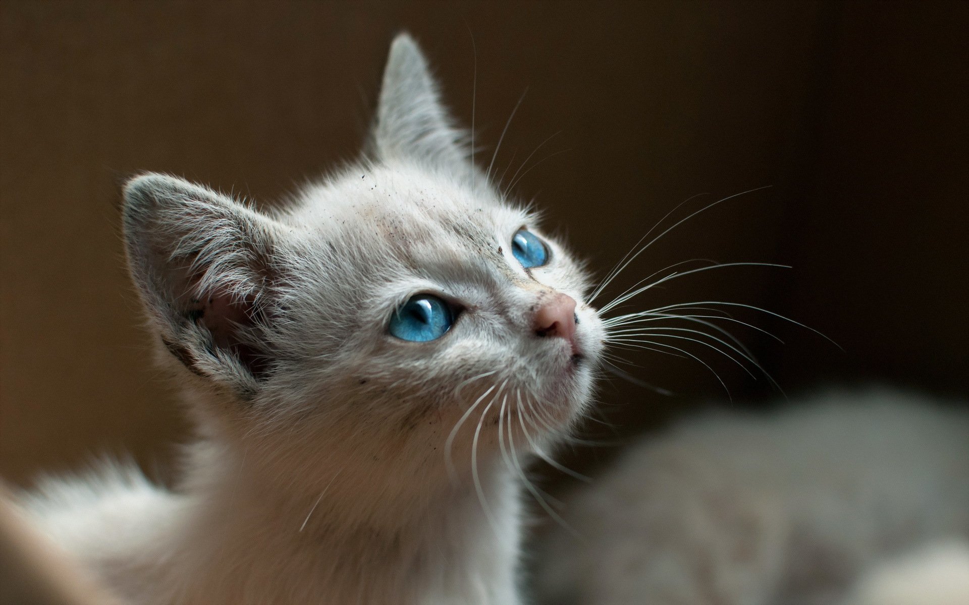 chat vue fond