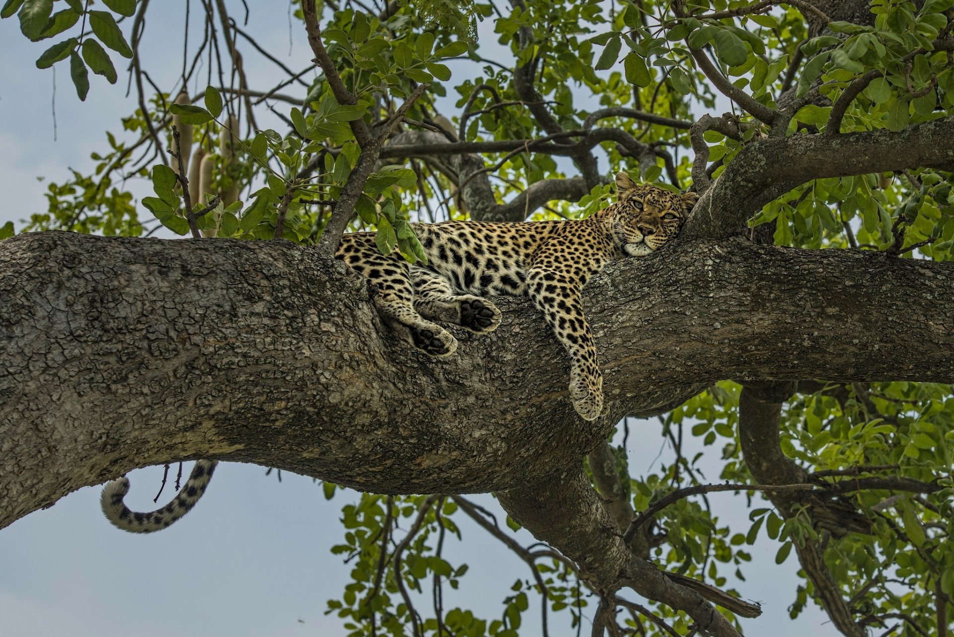 leopard relax sports tree on the tree