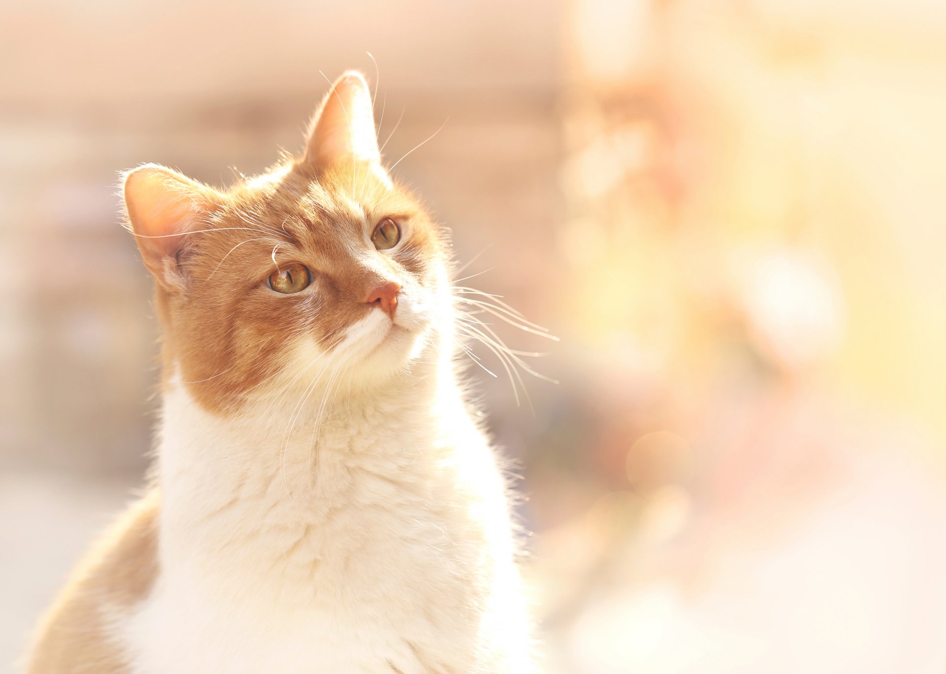 rot katze bokeh