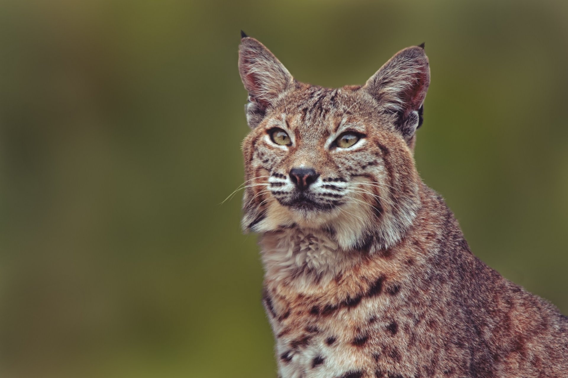 lince gatto selvatico ritratto