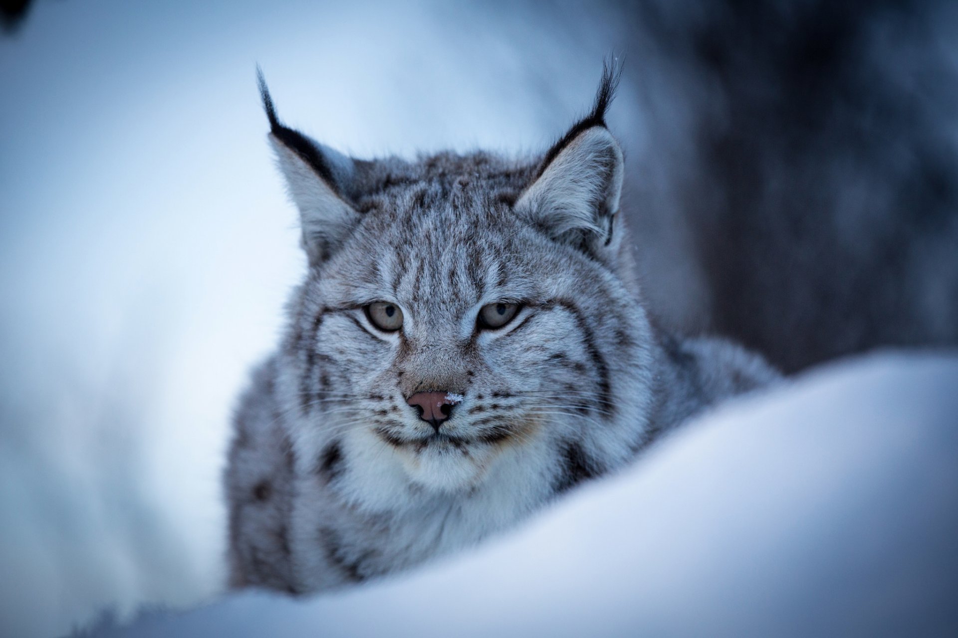 lince eurasia gato montés hocico retrato nieve invierno