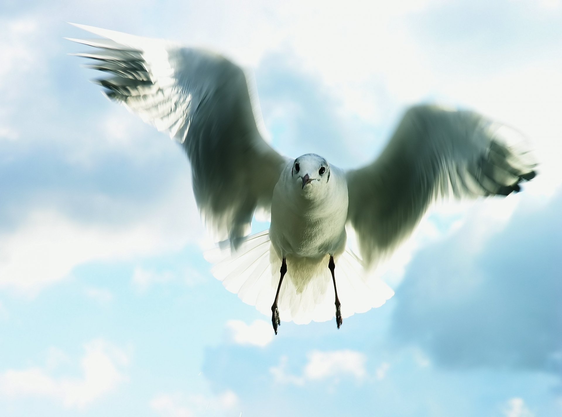 möwe himmel flug