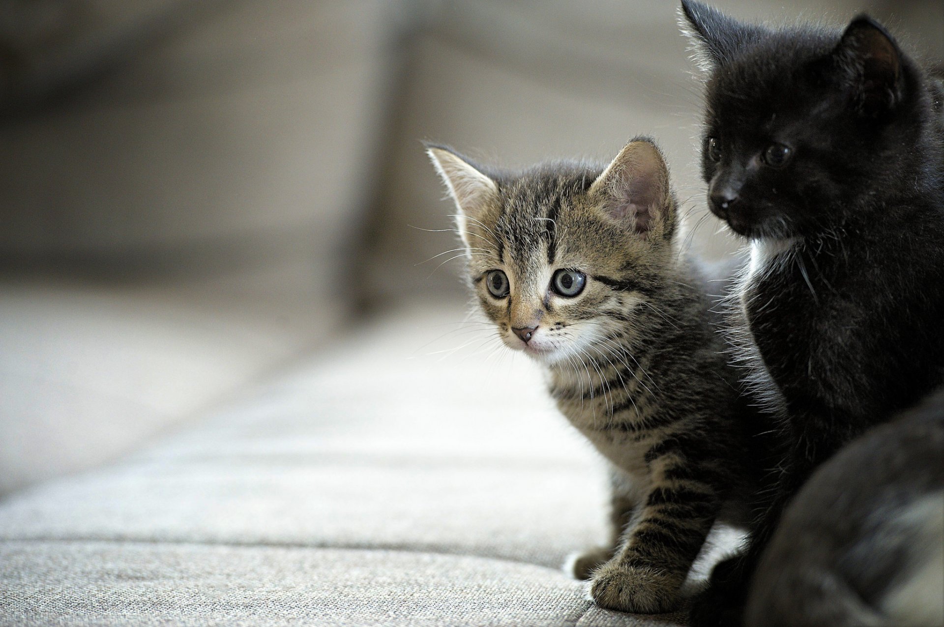 gatitos bebés pareja