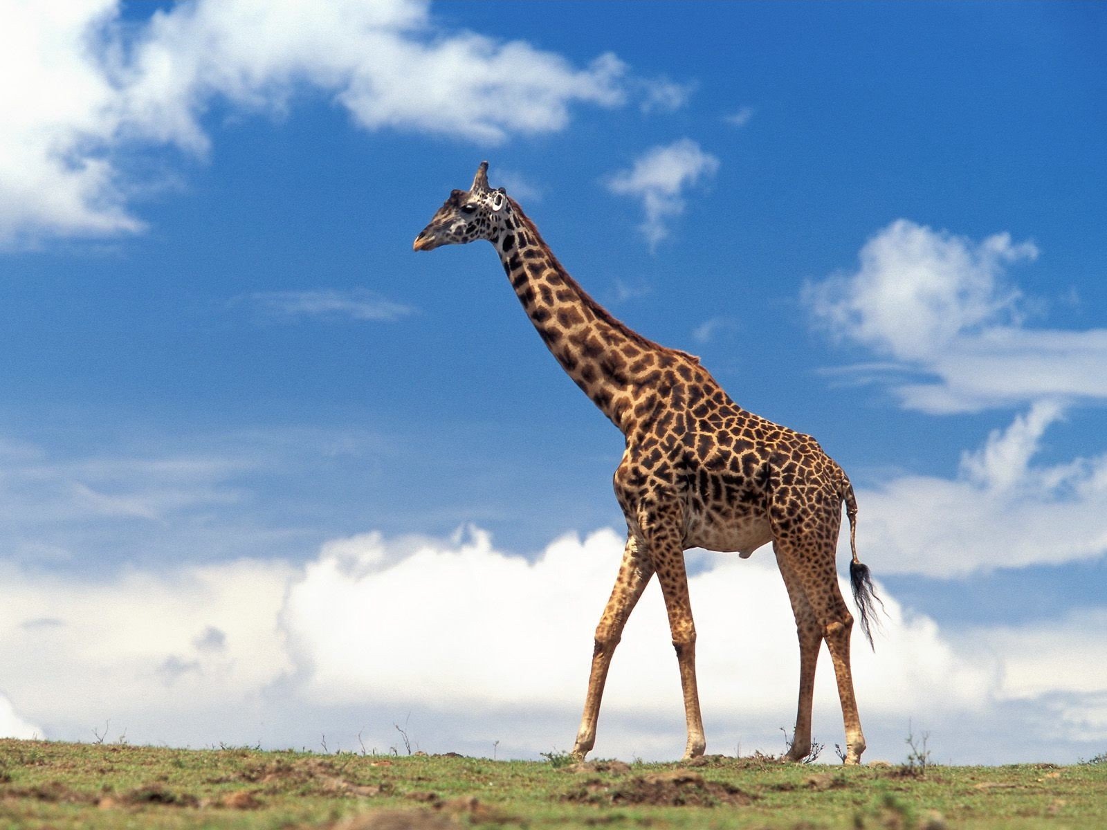 giraffe wolken himmel