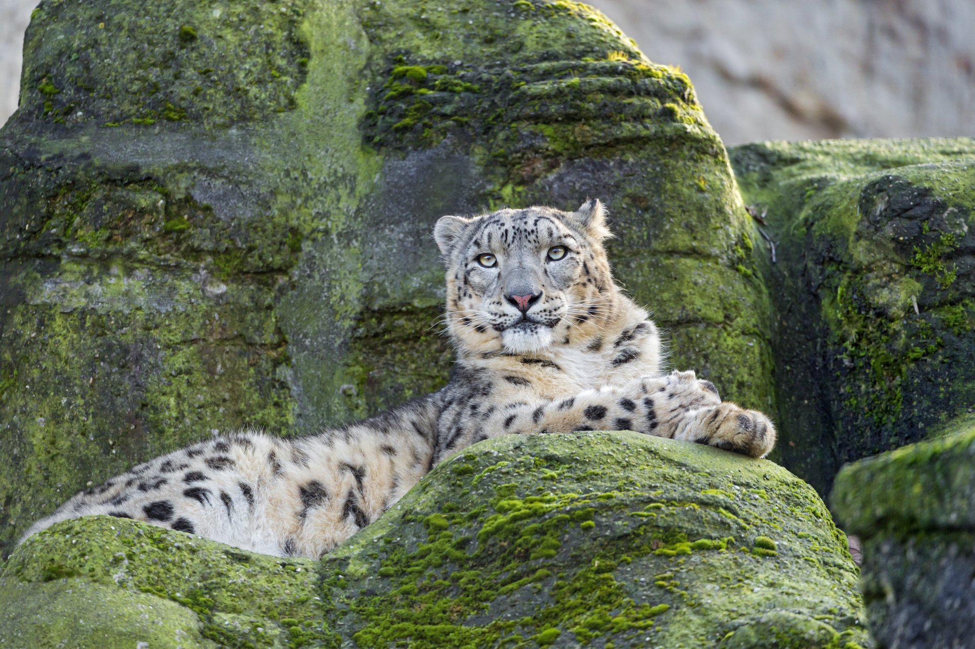 leopardo delle nevi irbis gatto pietre muschio ©tambako the jaguar