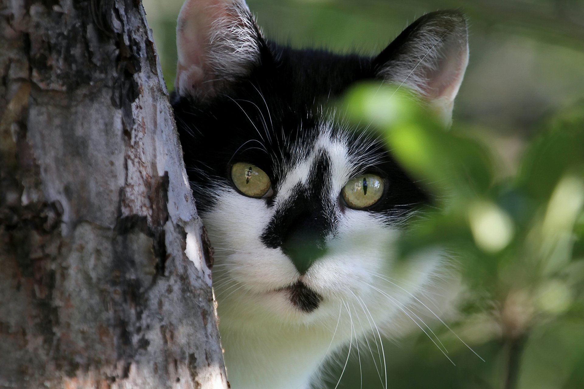 gato gato hocico mirada