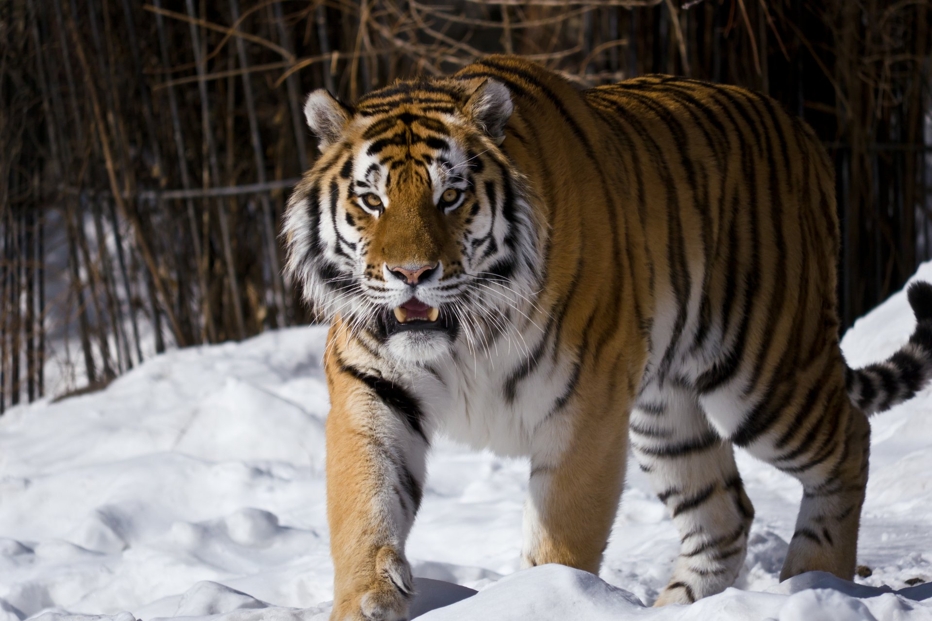 tygrys amurski widok śnieg moskiewskie zoo