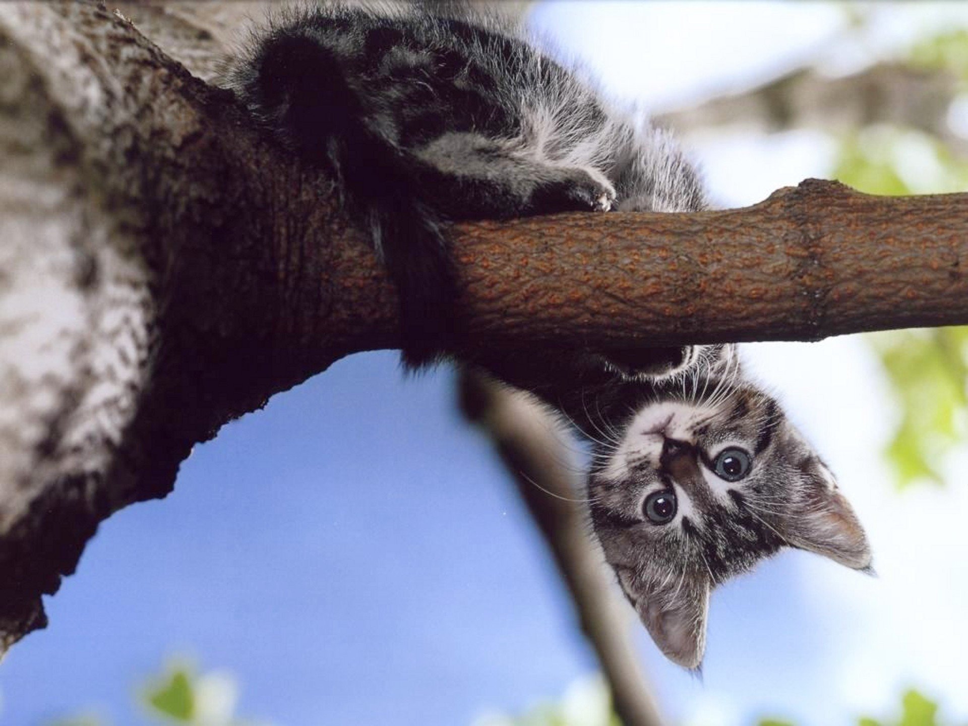 kitten tree branch