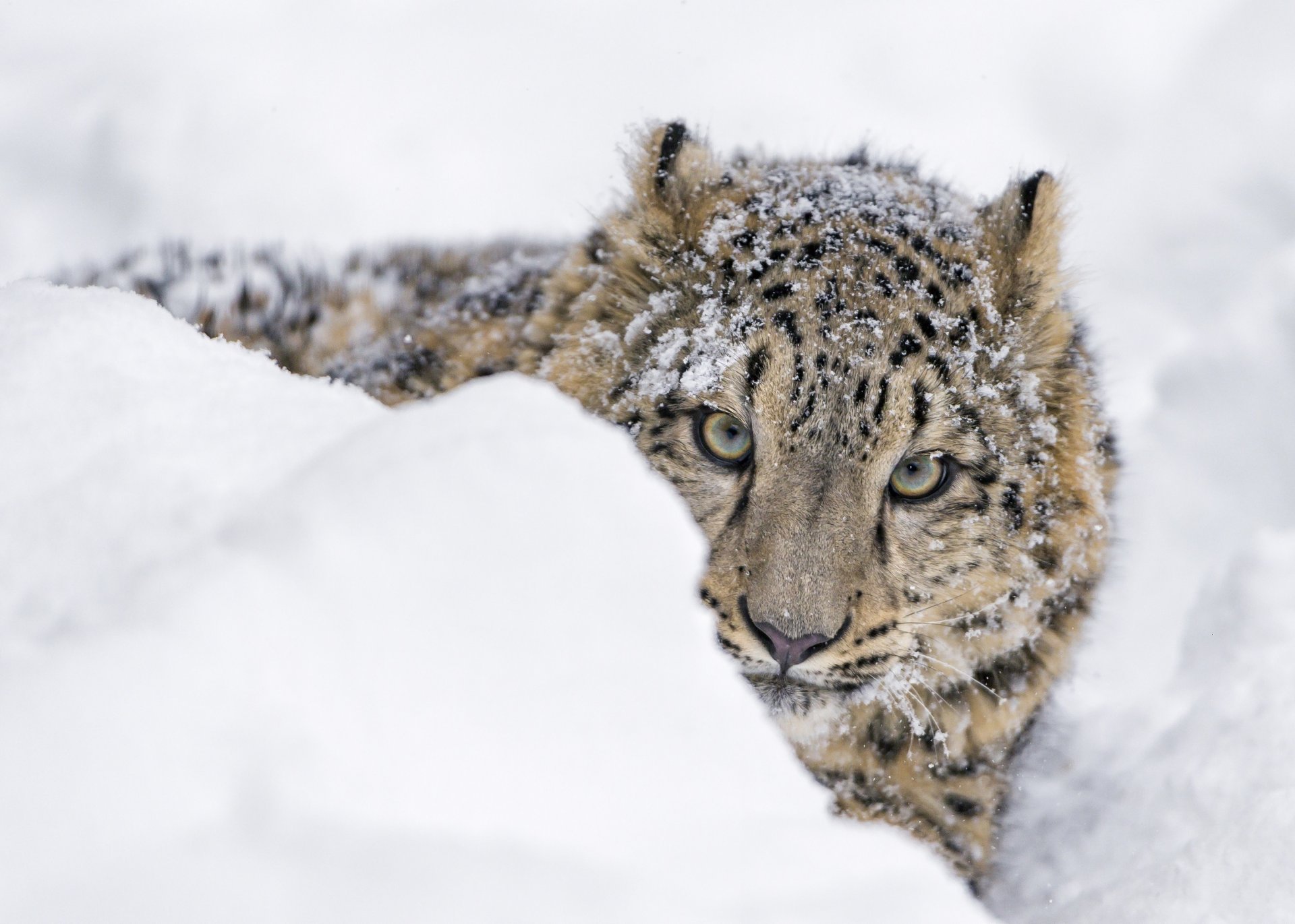 leopardo delle nevi irbis leopardo delle nevi gatto selvatico predatore giovane muso fa capolino cumulo di neve neve inverno zoo