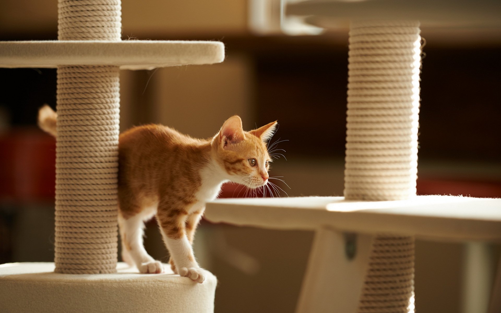 chat maison fond