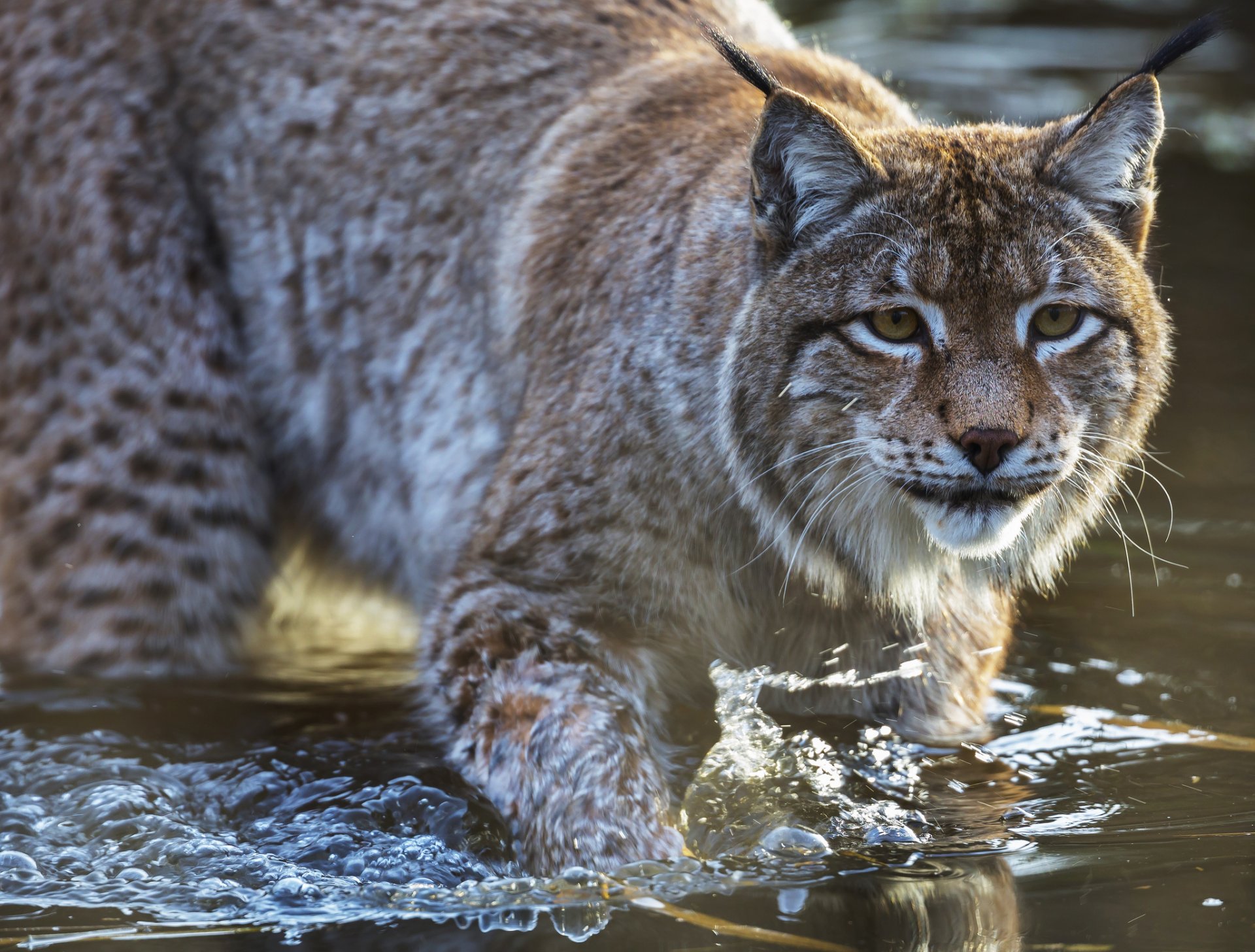 luchs raubtier katze blick wasser