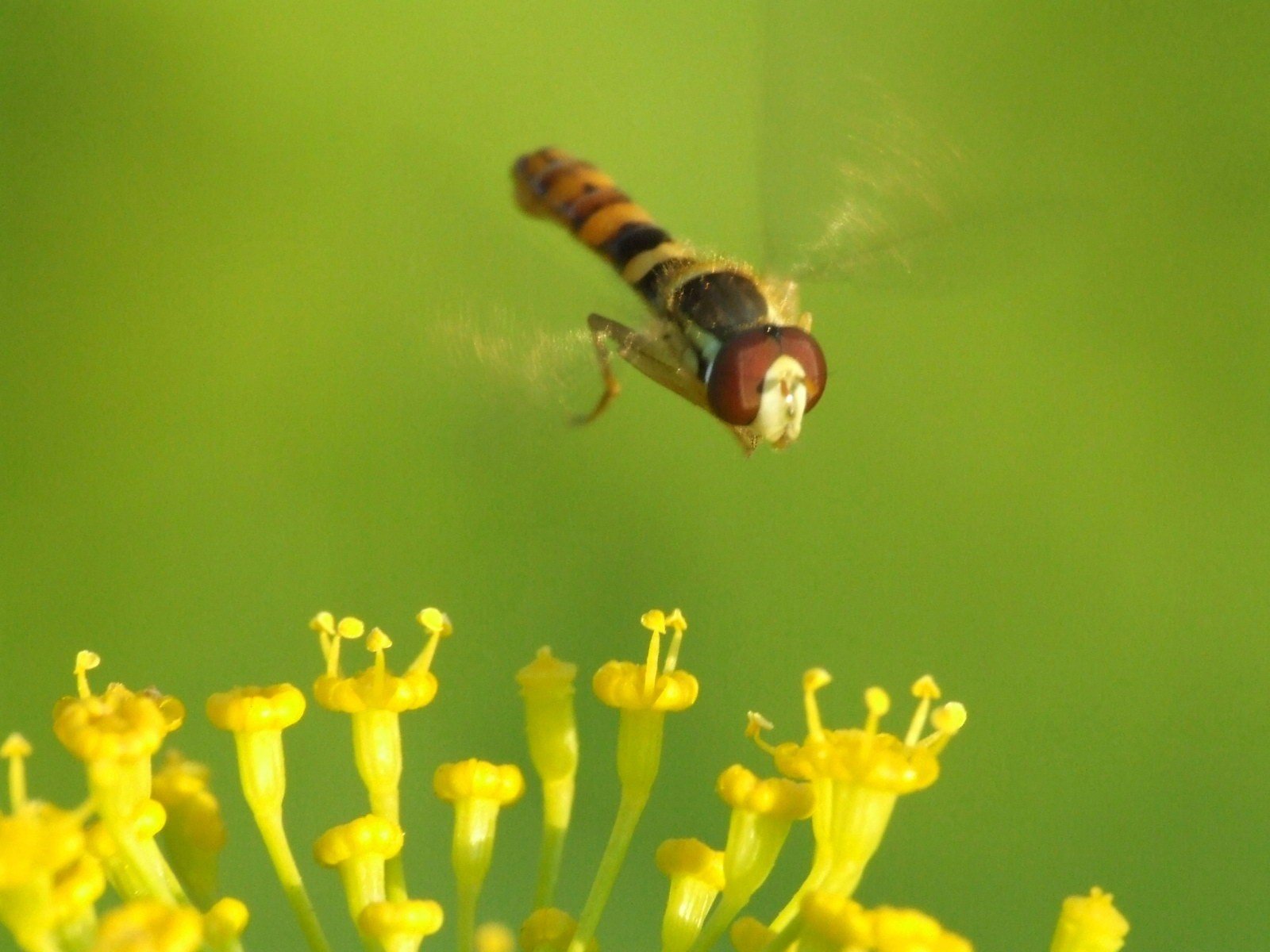 flor verde mosca