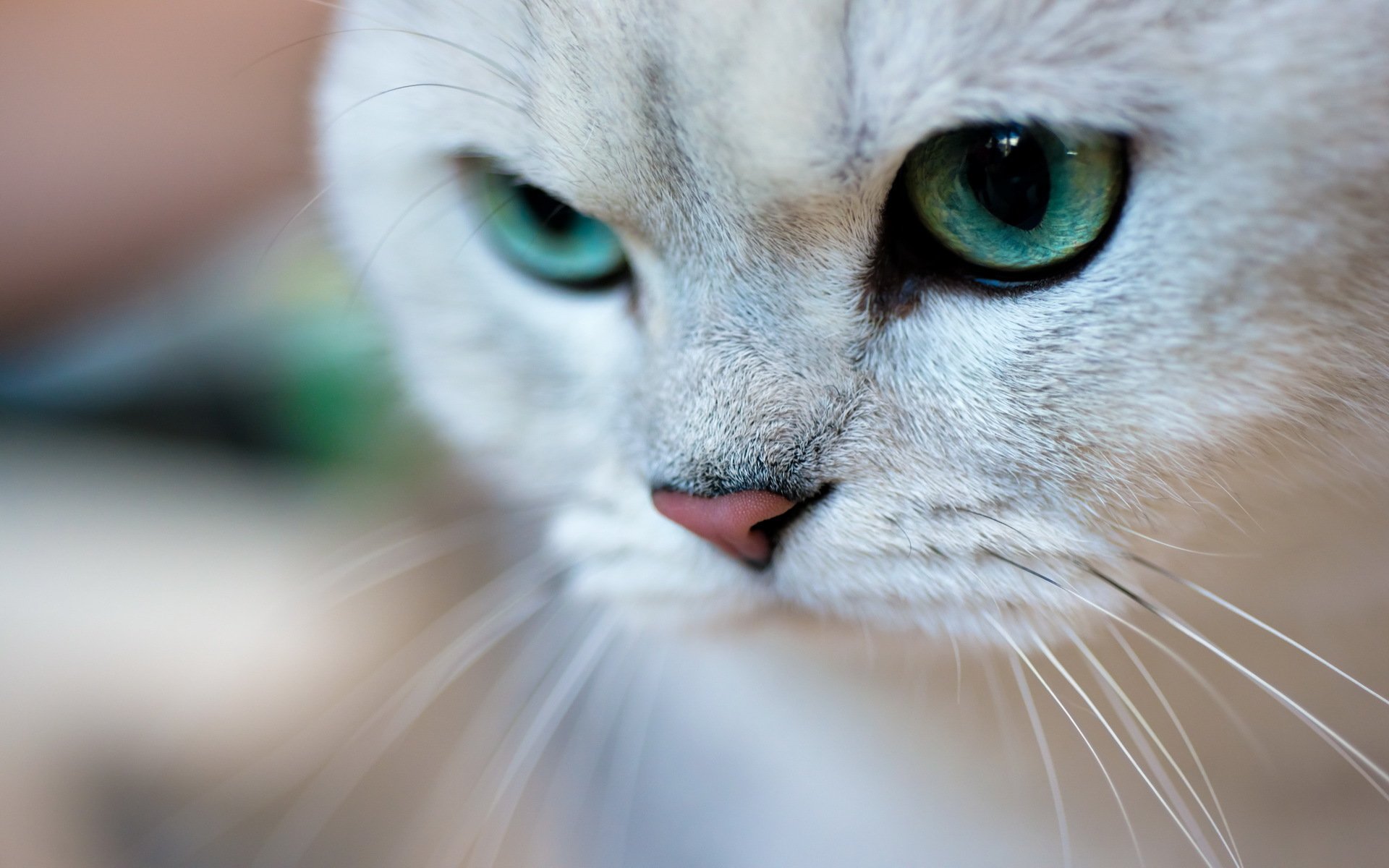 katze katze grüne augen schnauze porträt