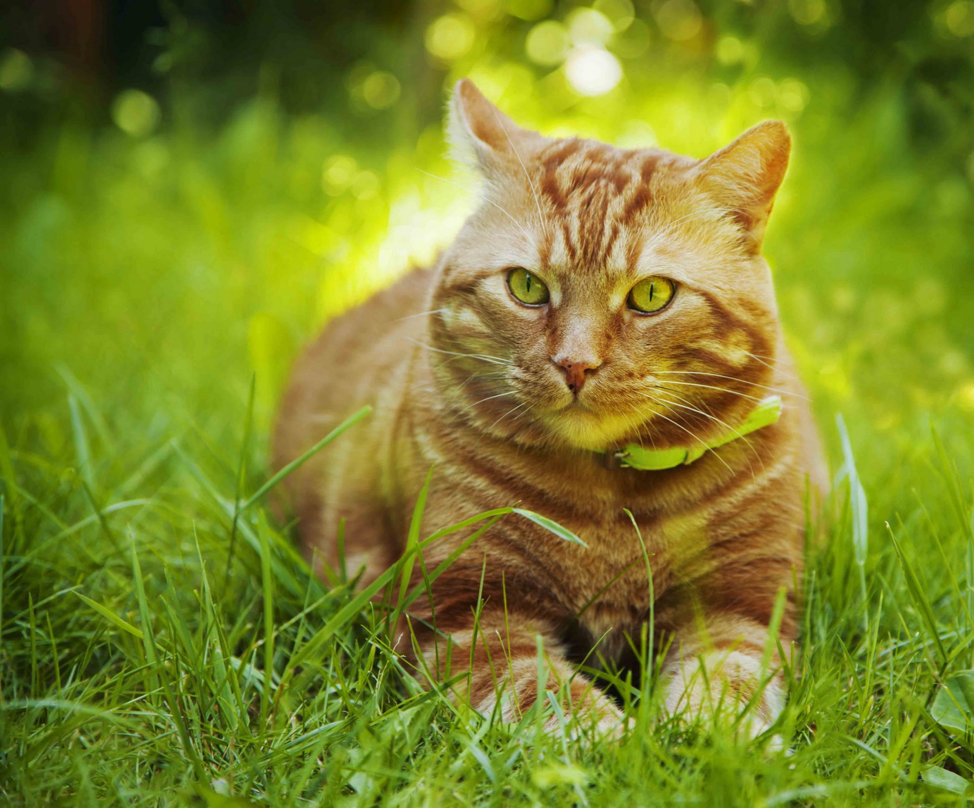 chat herbe bokeh