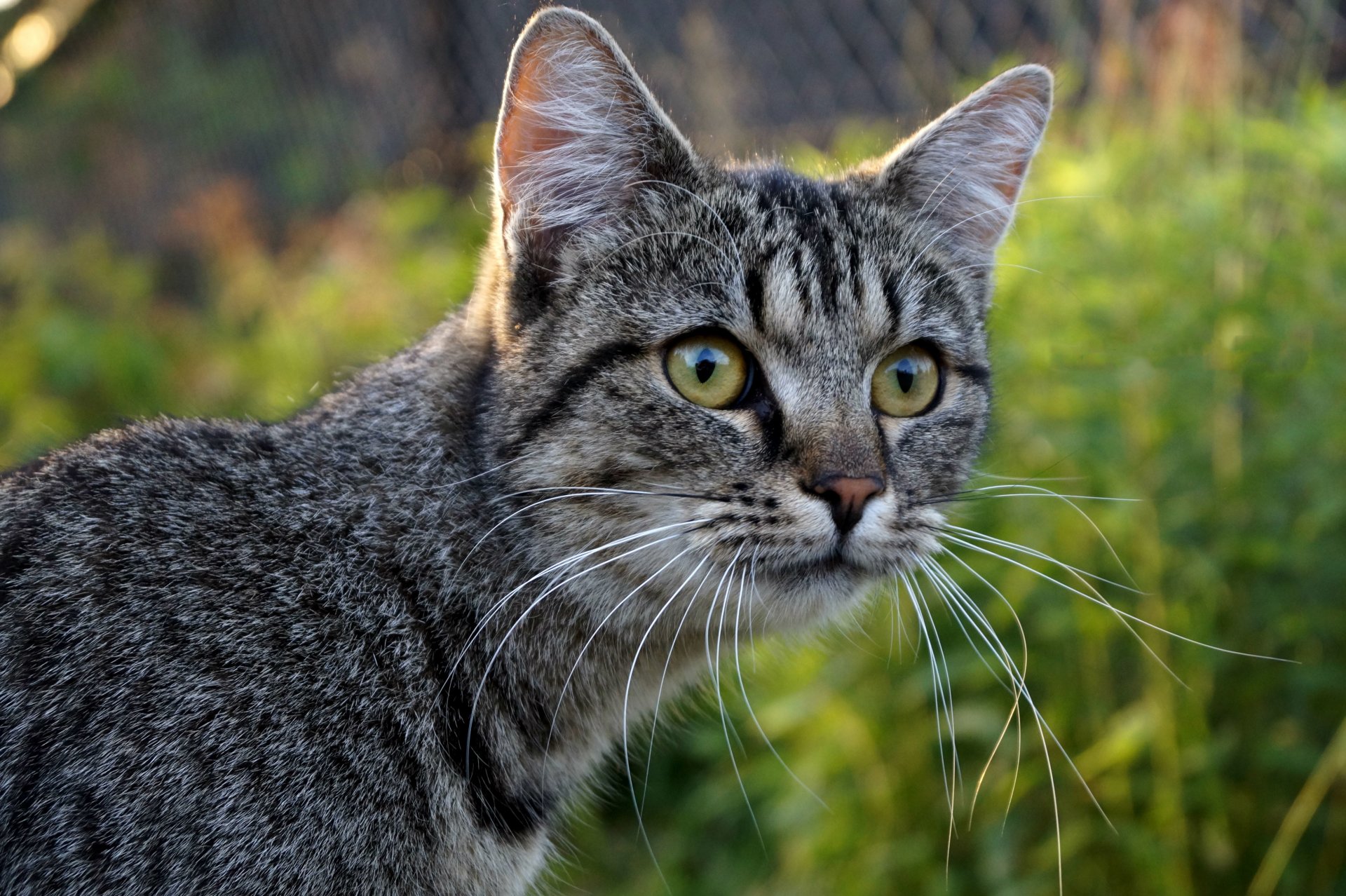 cat grey face view mustache blur