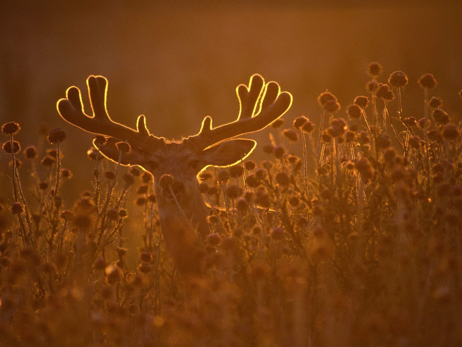 cerf bois herbe