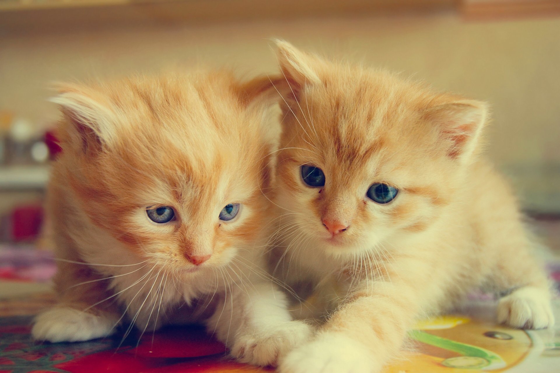 gatitos pelirrojas bebés pareja gemelos