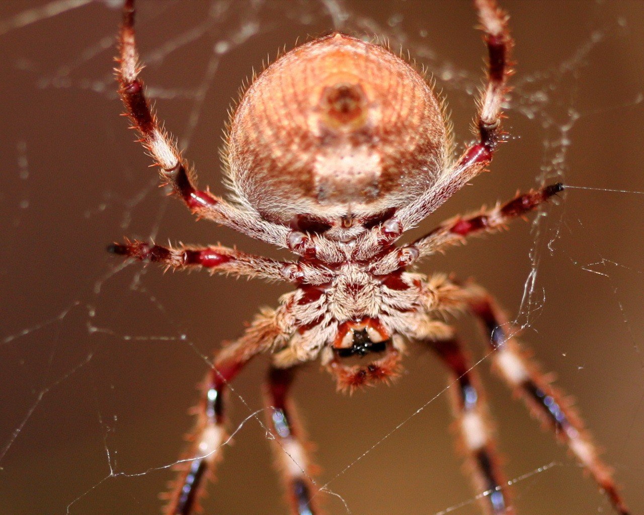 pider web hair