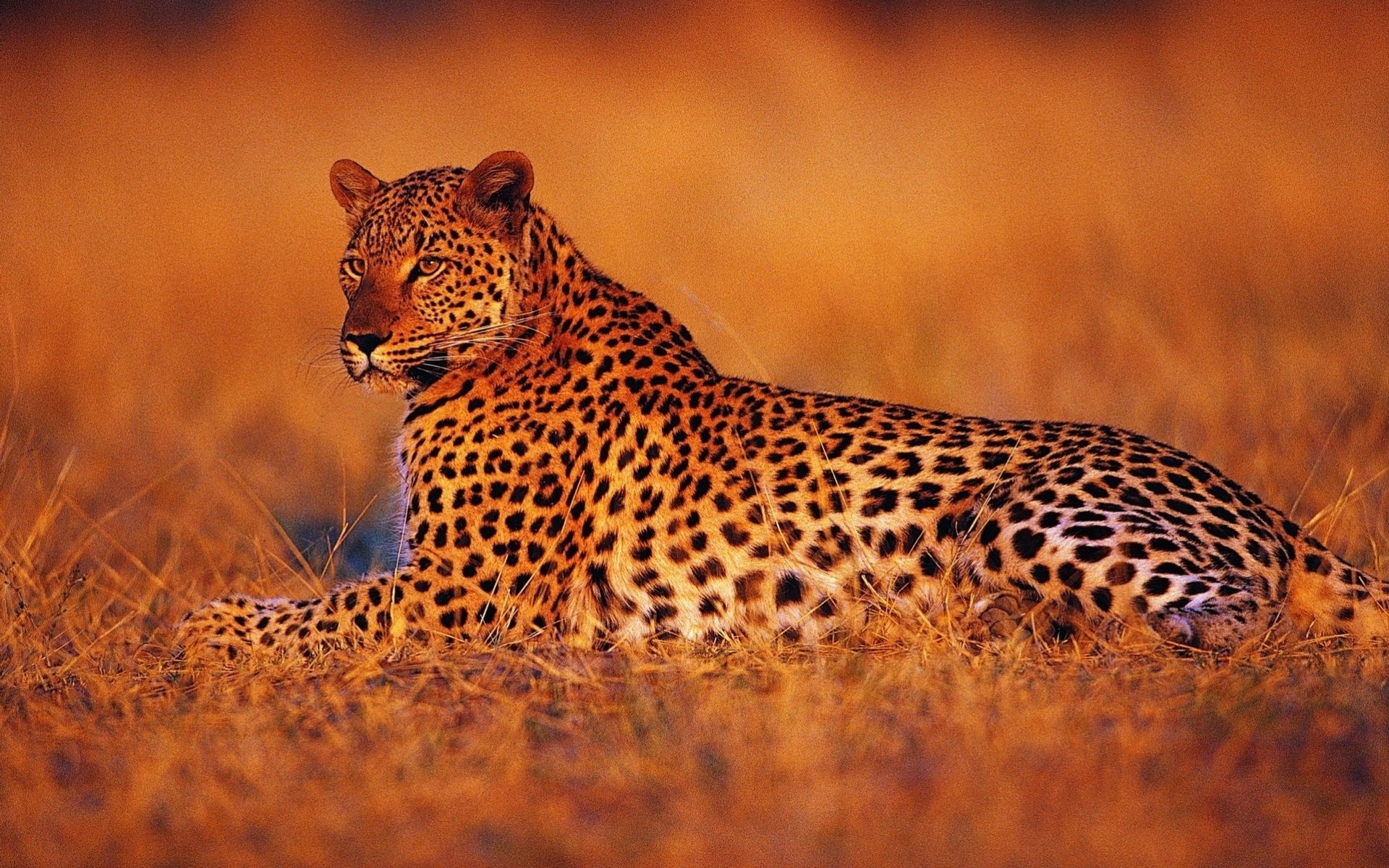 leopardo vacaciones tarde puesta del sol sabana áfrica