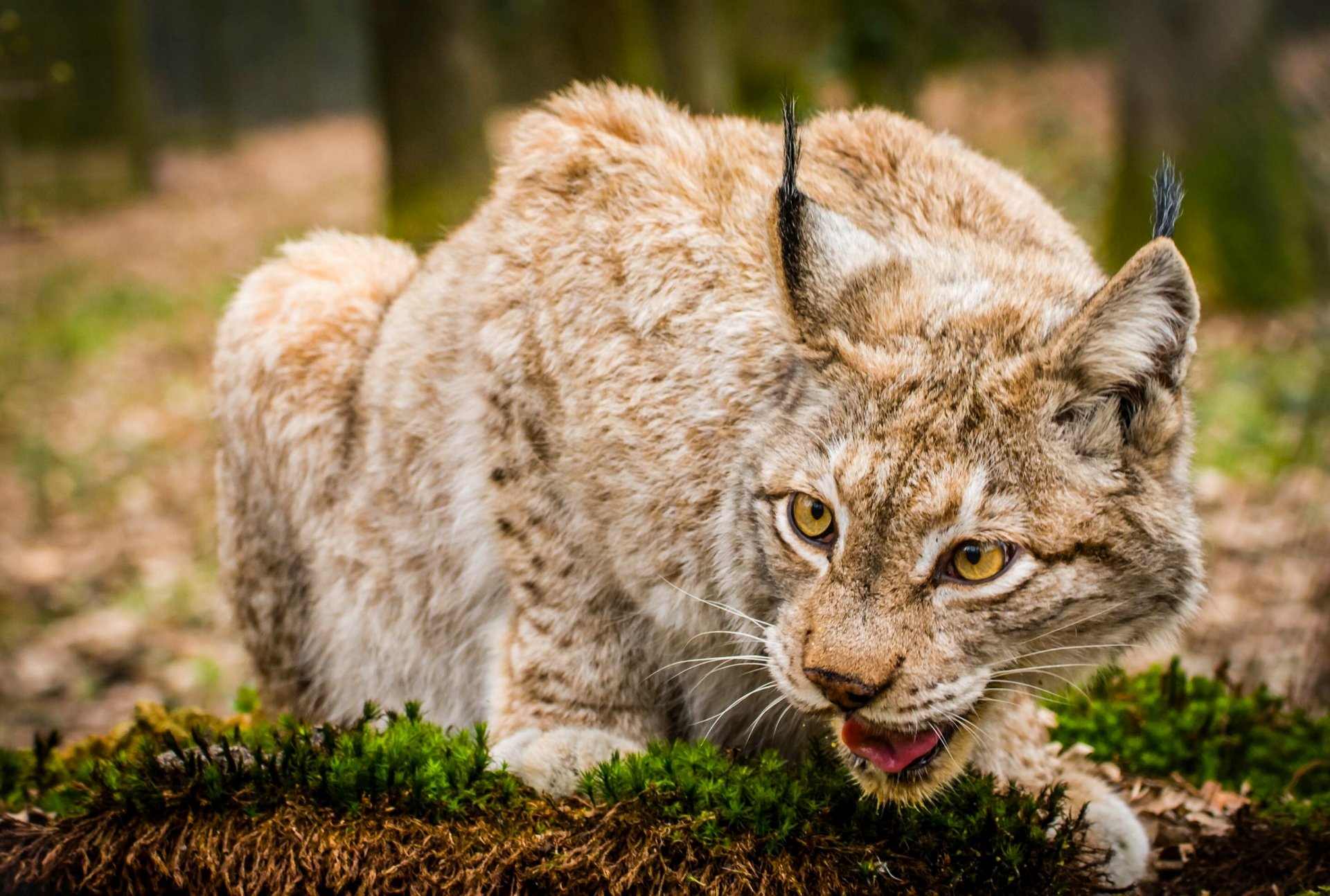 lynx wild cat face