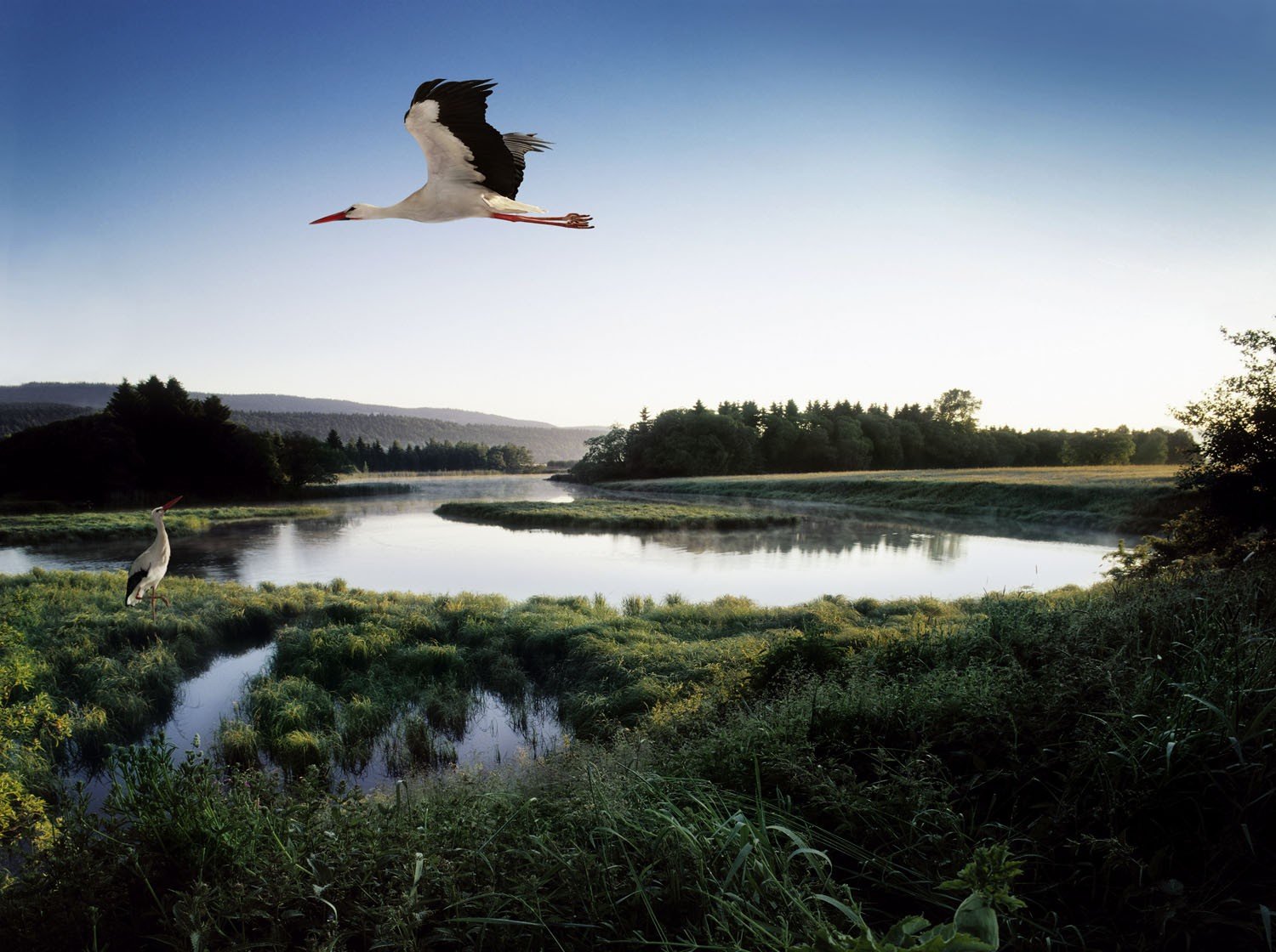 estanque pájaro cigüeña lago