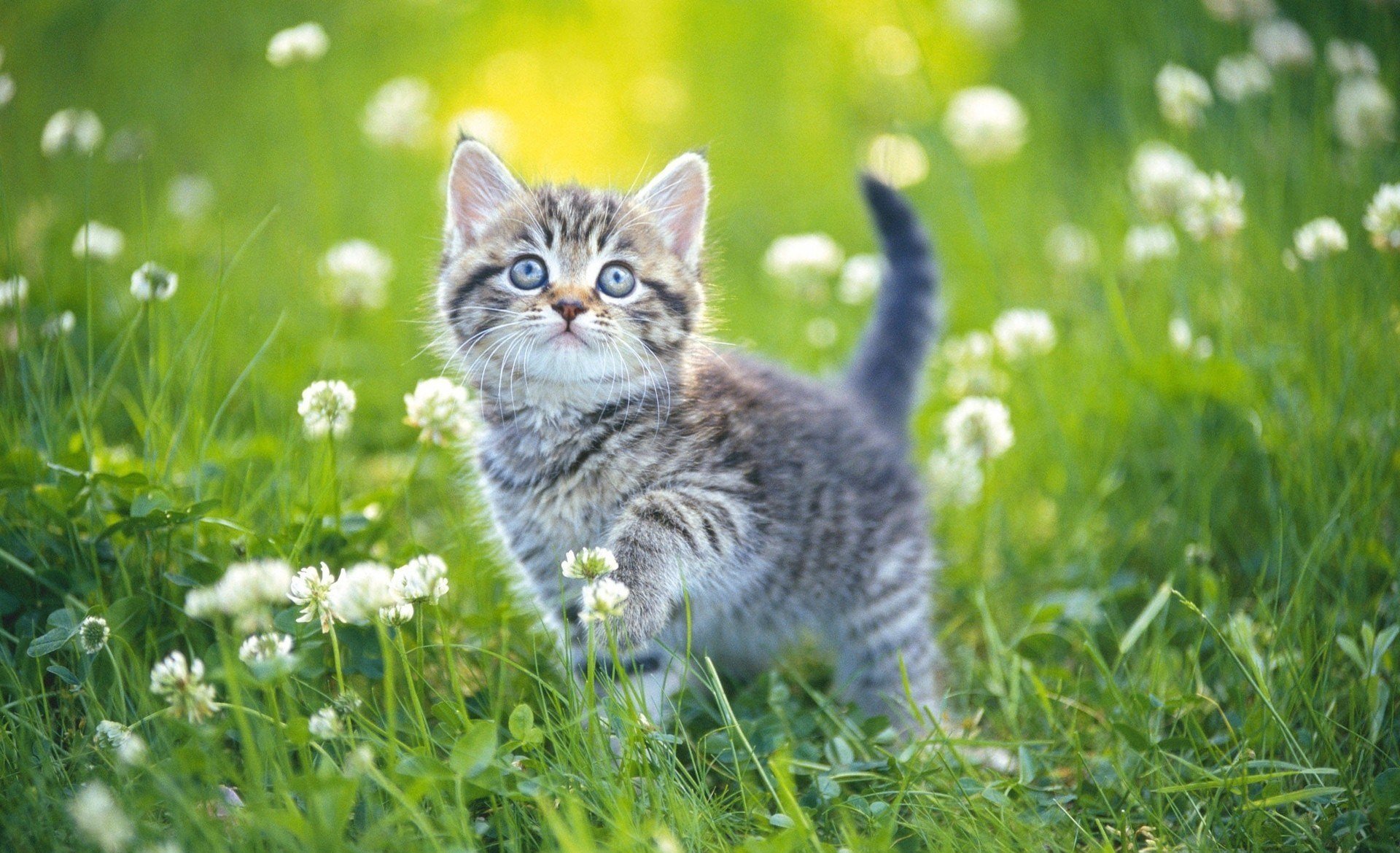 kitten grass day summer