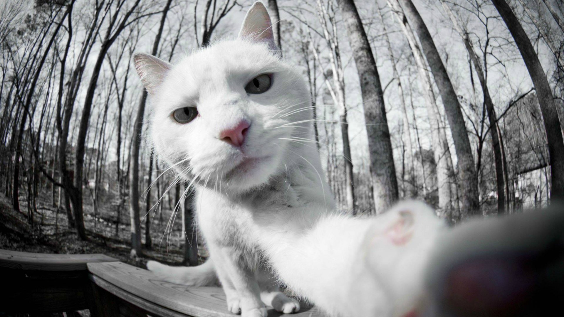 selfie gatto bianco foto sulla macchina fotografica