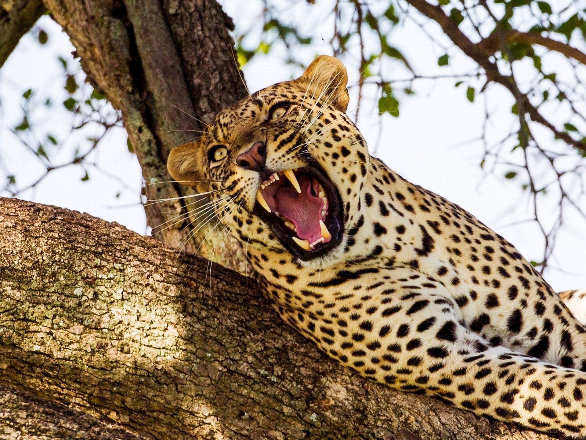 leopard wildkatze raubtier maul eckzähne baum