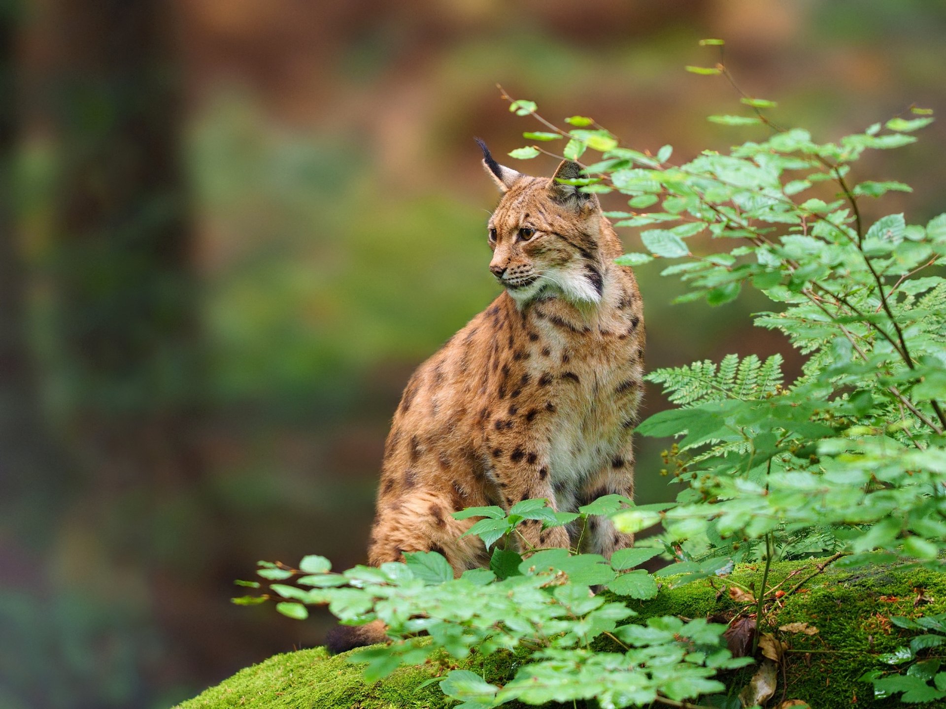 lynx wild cat predator branches leave