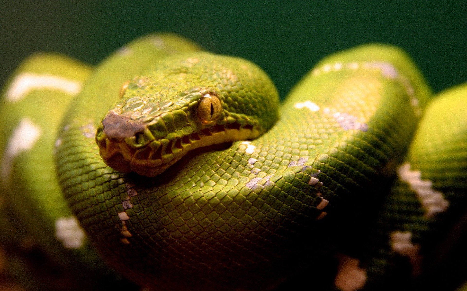 verde serpente