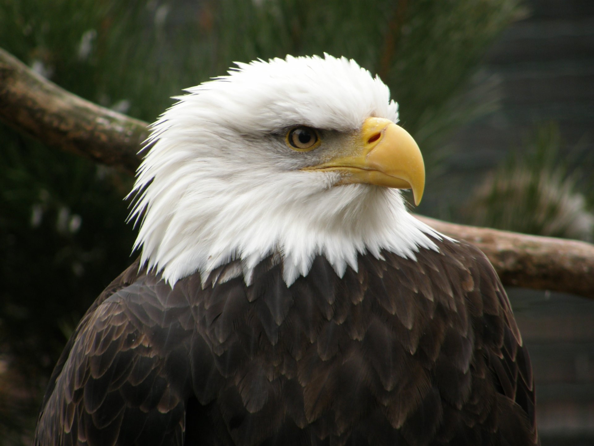 adler weißkopf schnabel