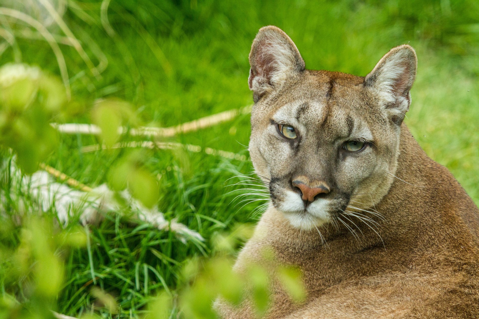 cougar cougar leone di montagna gatto vista muso