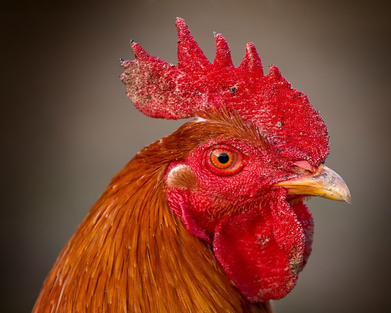 hahn jakobsmuschel auge schnabel vogel