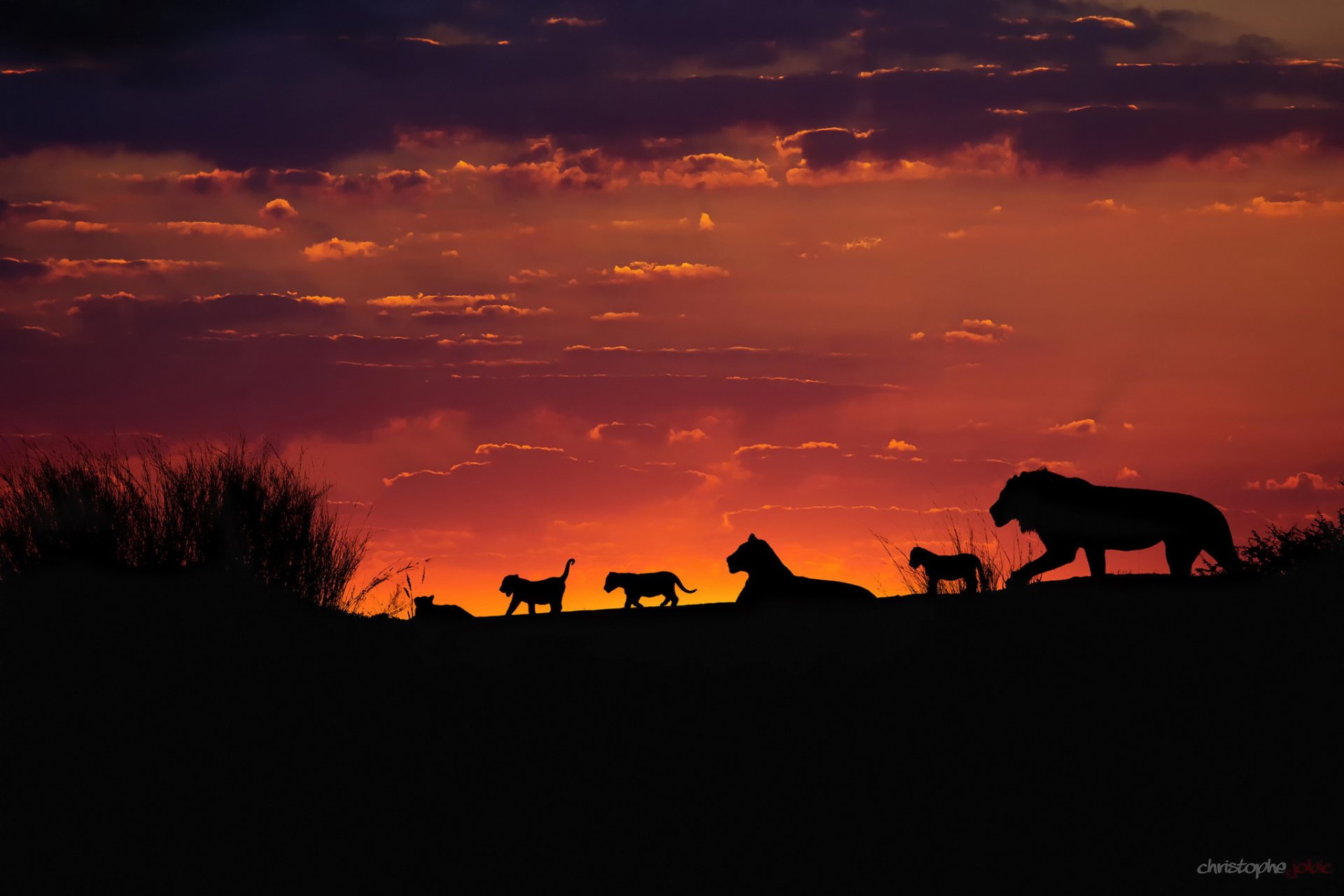 afrique kalahari troupeau familial de lions fierté lions lionceaux coucher de soleil soirée ciel silhouettes