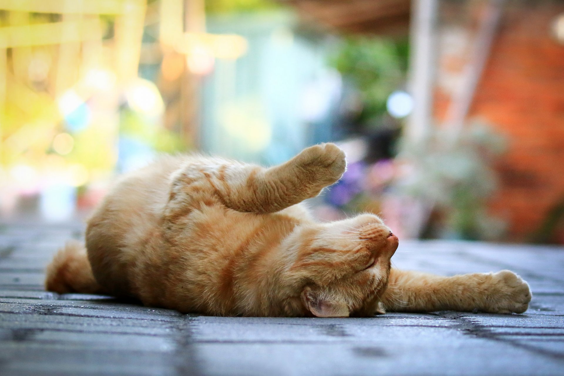 chat chat rousse pattes se trouve rue trottoir bokeh