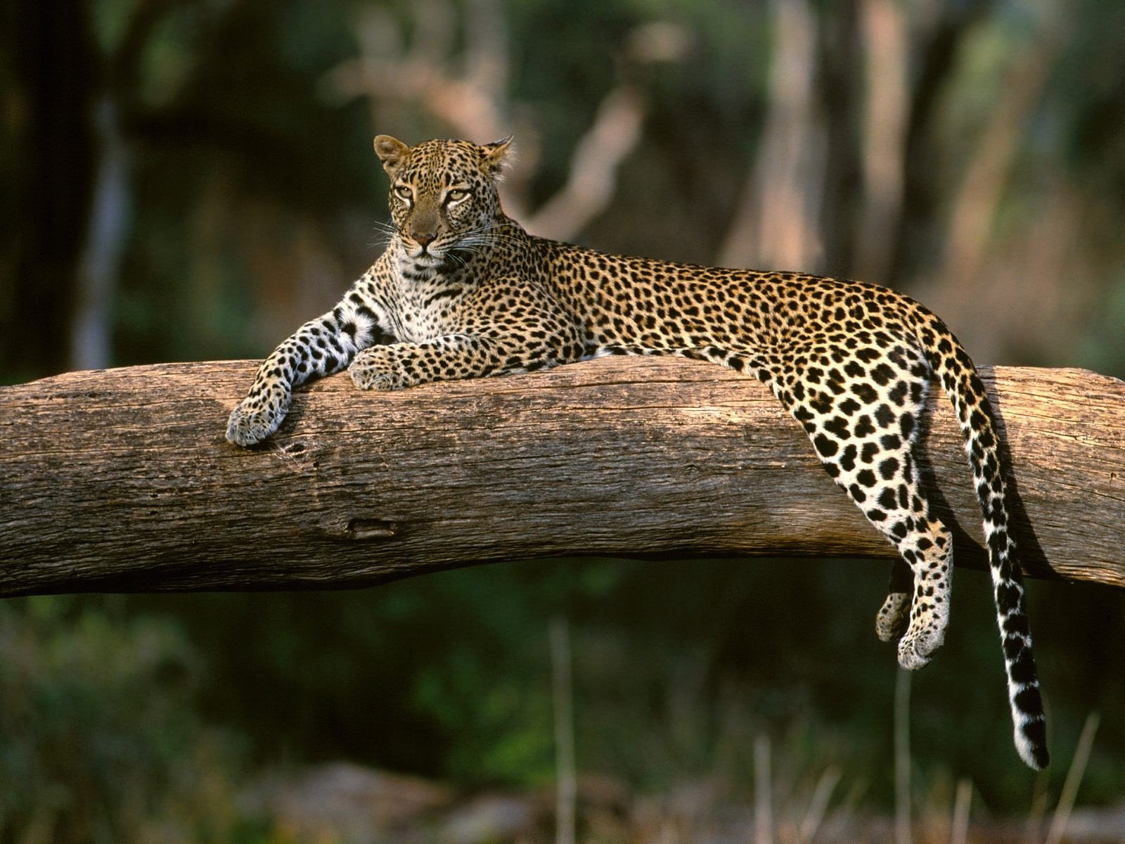 leopardo rama descanso