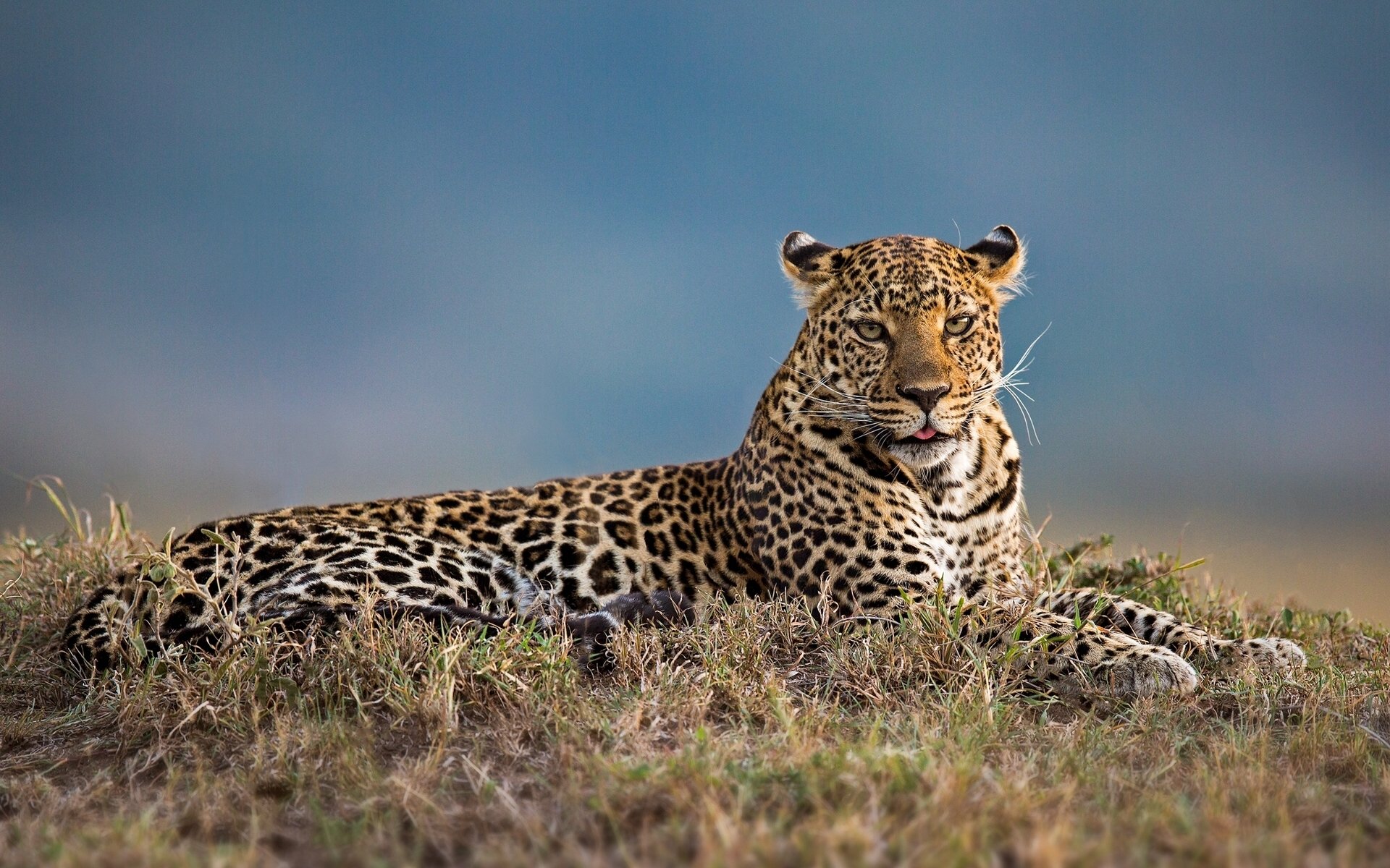 leopardo gato salvaje belleza