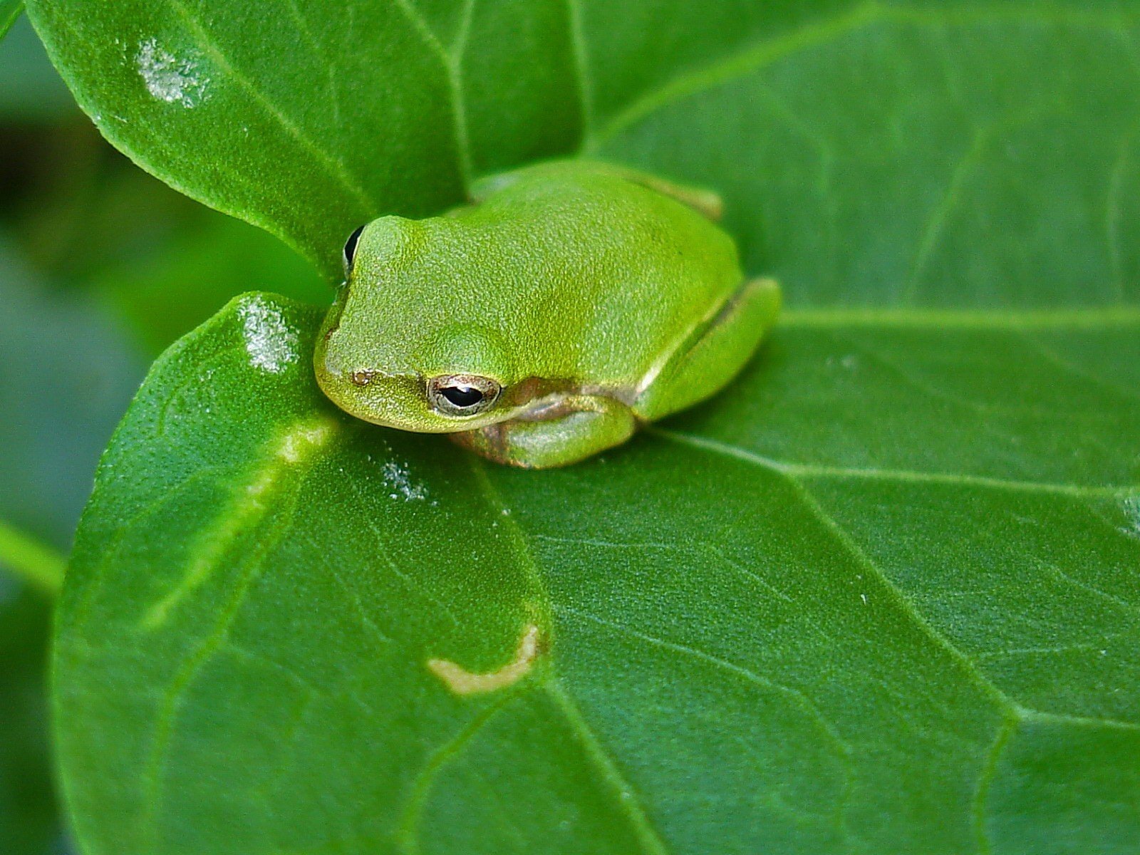 rana hoja verde