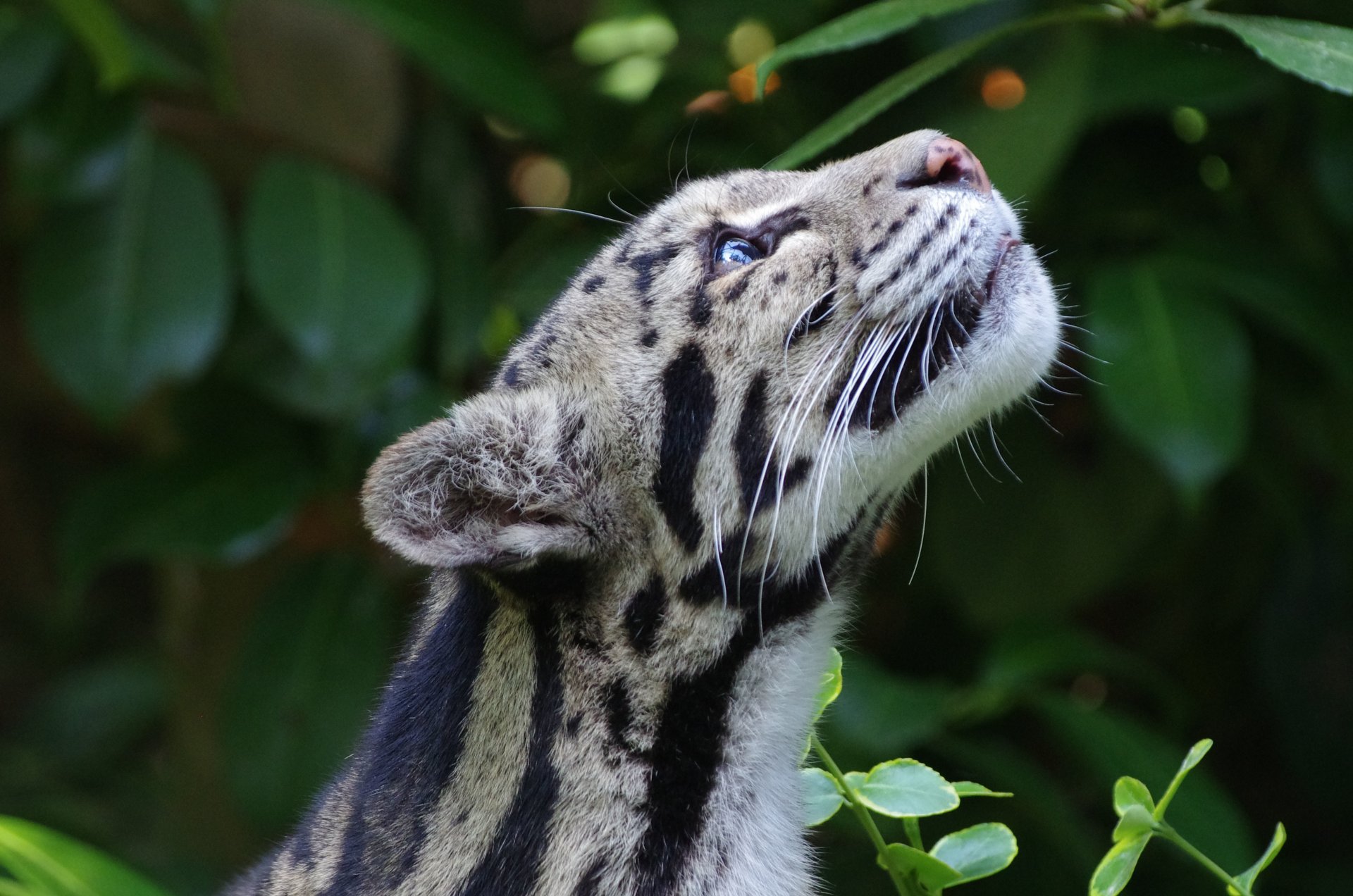 leopardo ahumado gato salvaje depredador naturaleza